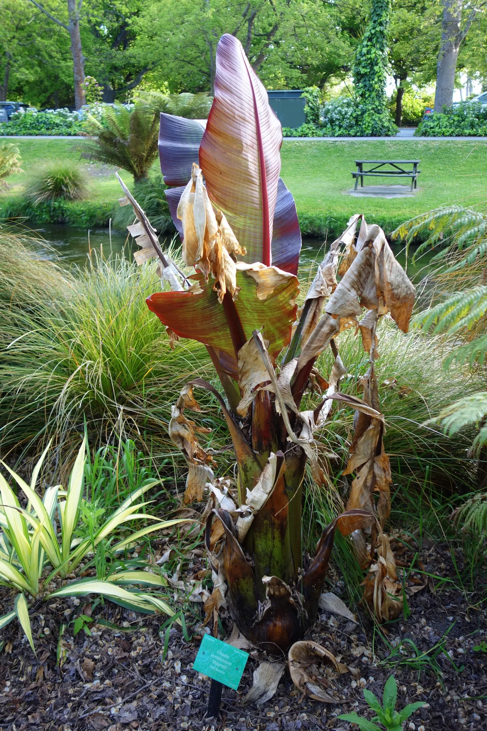 Abyssinian Banana (Ensete Ventricosum) — palm for full or half; shade-tolerant plants that will complement its tropical look without competing for the spotlight