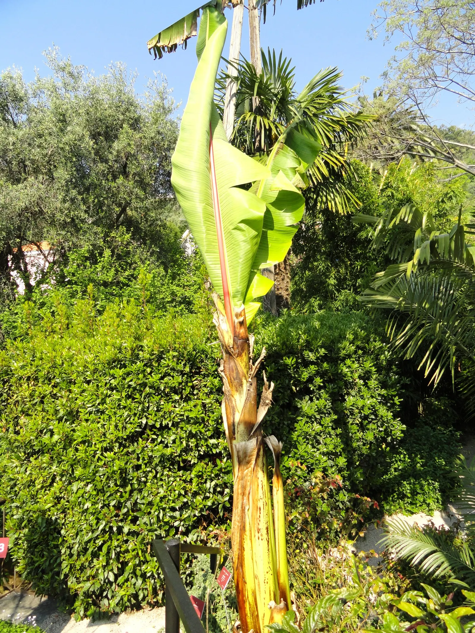 Abyssinian Banana (Ensete Ventricosum) — luscious green leaves that can reach up to 10 feet in length; this herbaceous perennial, image 54
