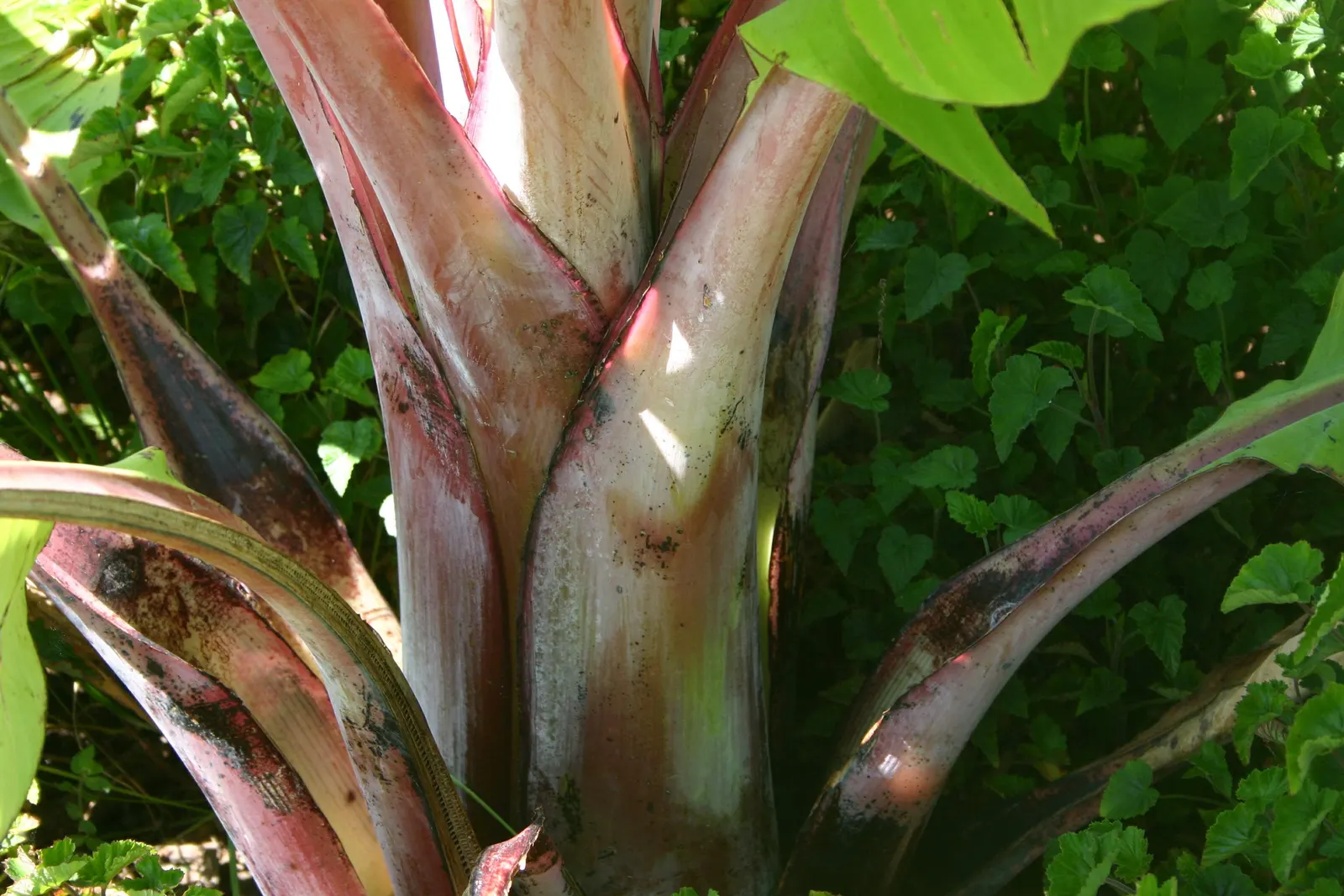 Abyssinian Banana (Ensete Ventricosum) — paddle-shaped foliage emanating from its dramatically swollen base; palm with red blooms, image 56