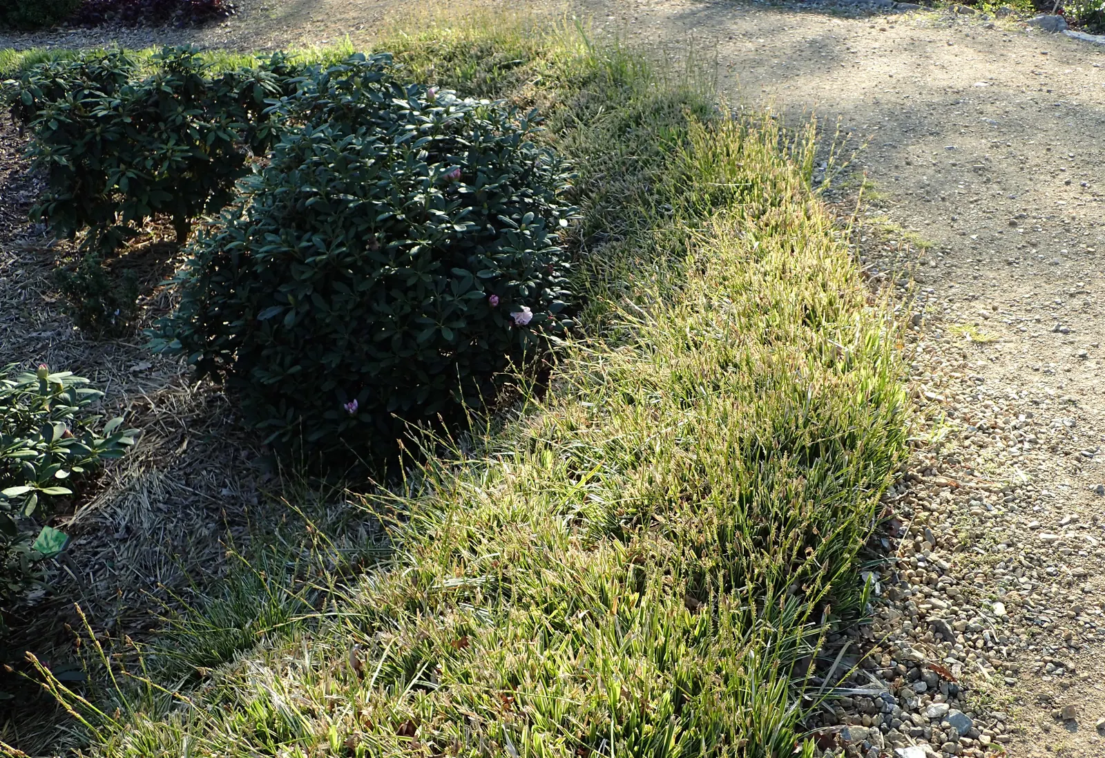 Ice Dance Grass Sedge (Carex Morrowii 'Ice Dance') — typically reaching a height and spread of 12 to 18 inches
