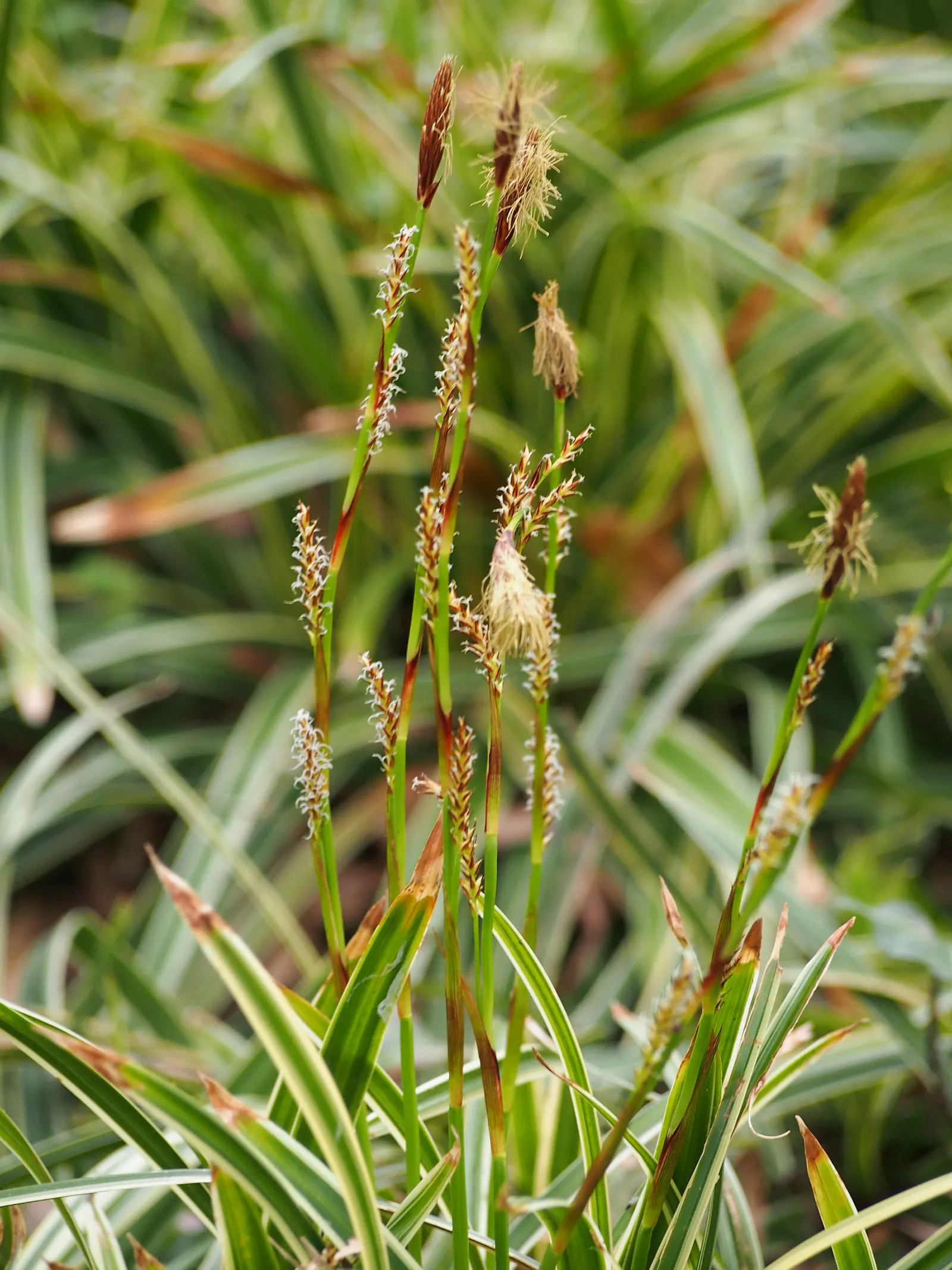 Ice Dance Grass Sedge (Carex Morrowii 'Ice Dance') — making it an adaptable choice for landscape designers and homeowners alike.<br><br>Characterized by