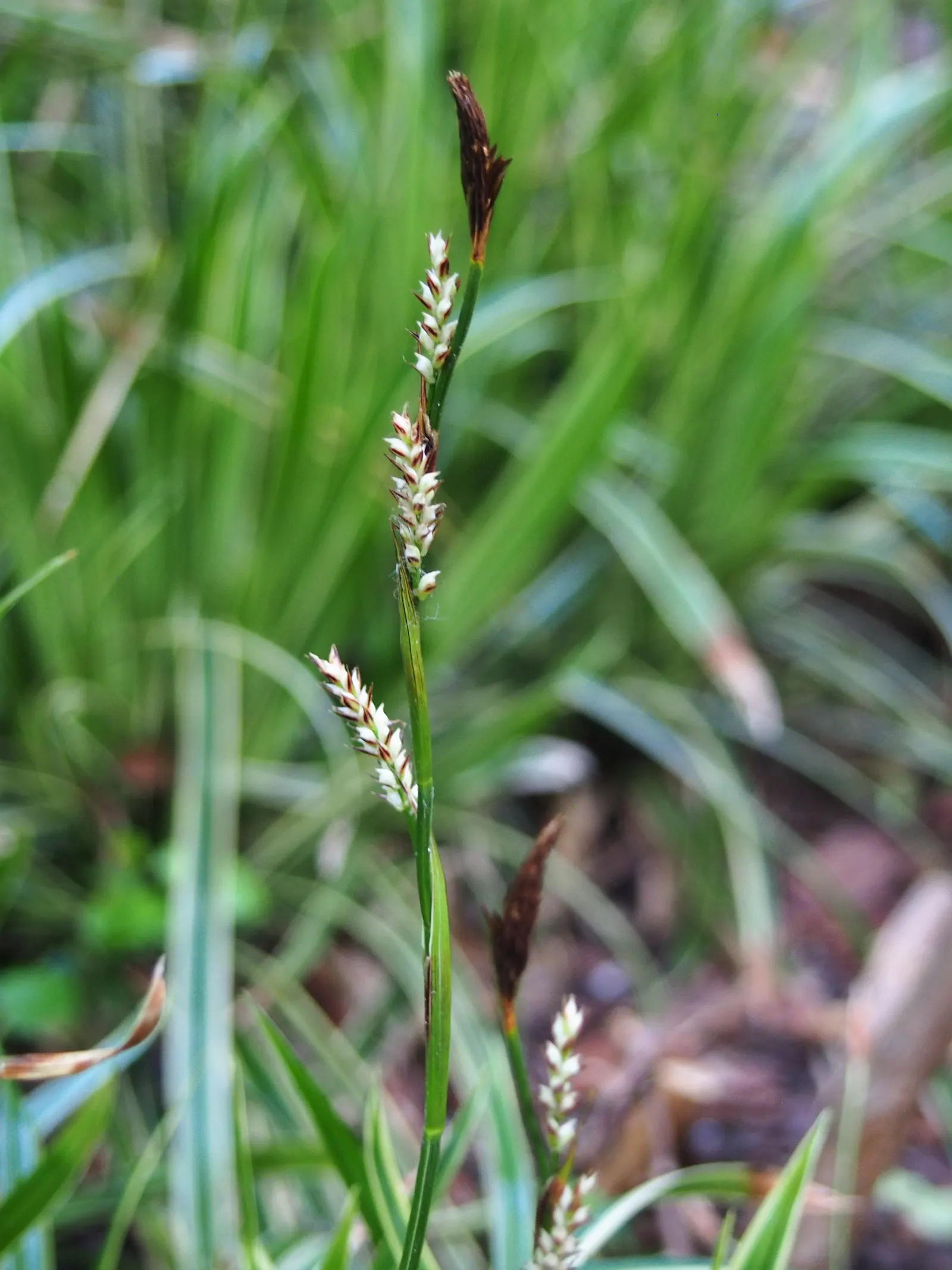 Ice Dance Grass Sedge (Carex Morrowii 'Ice Dance') — Hardy in USDA zones 5 through 9