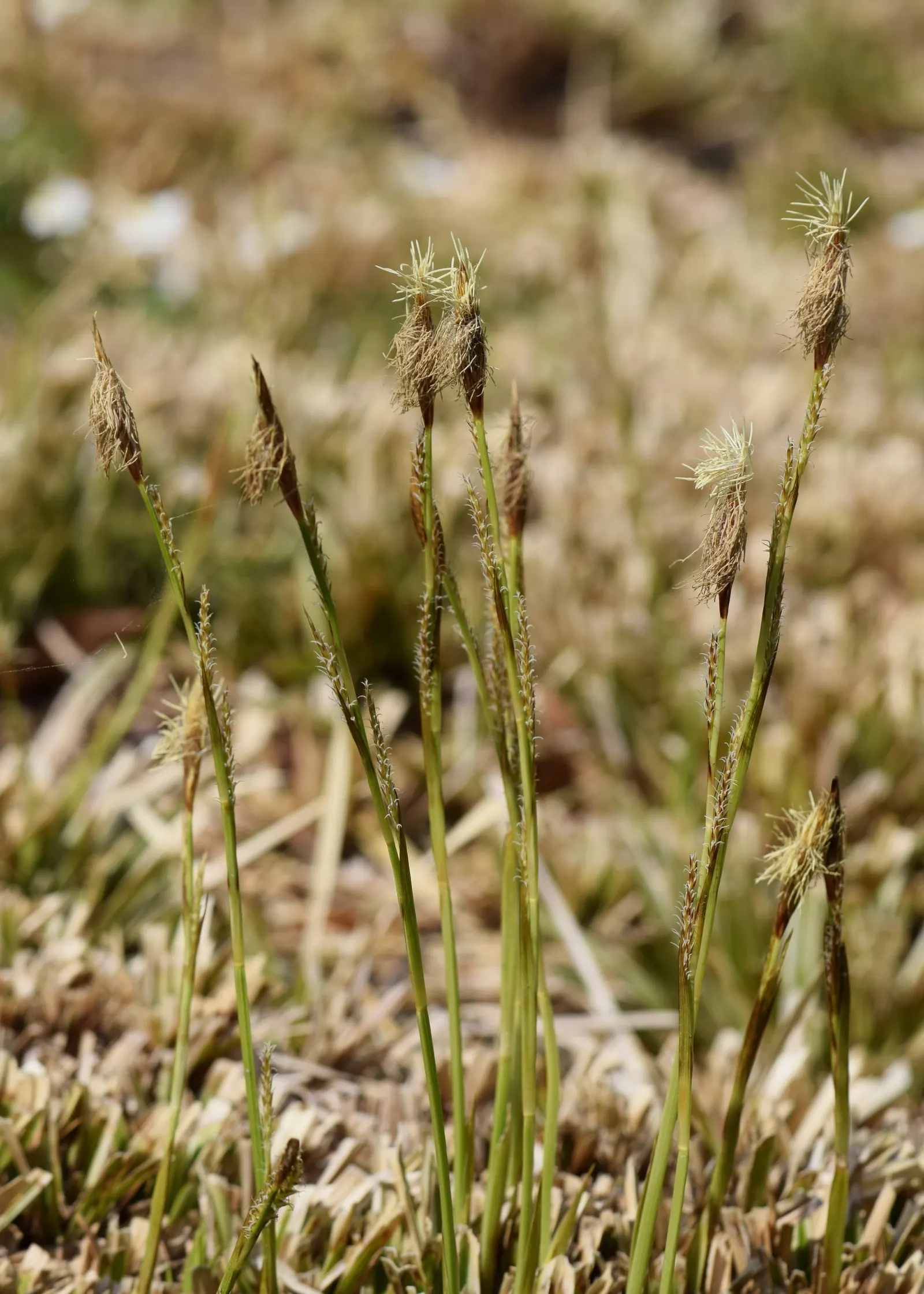 Ice Dance Grass Sedge (Carex Morrowii 'Ice Dance') — grass / ground cover with white blooms