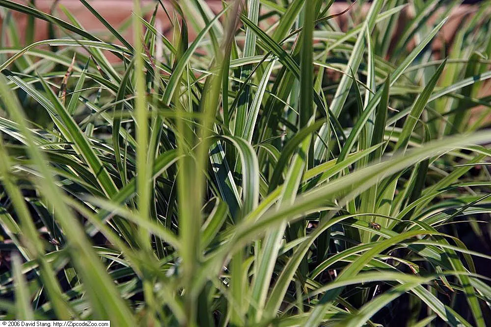 Ice Dance Grass Sedge (Carex Morrowii 'Ice Dance') — year-round green tapestry in your client's landscape design