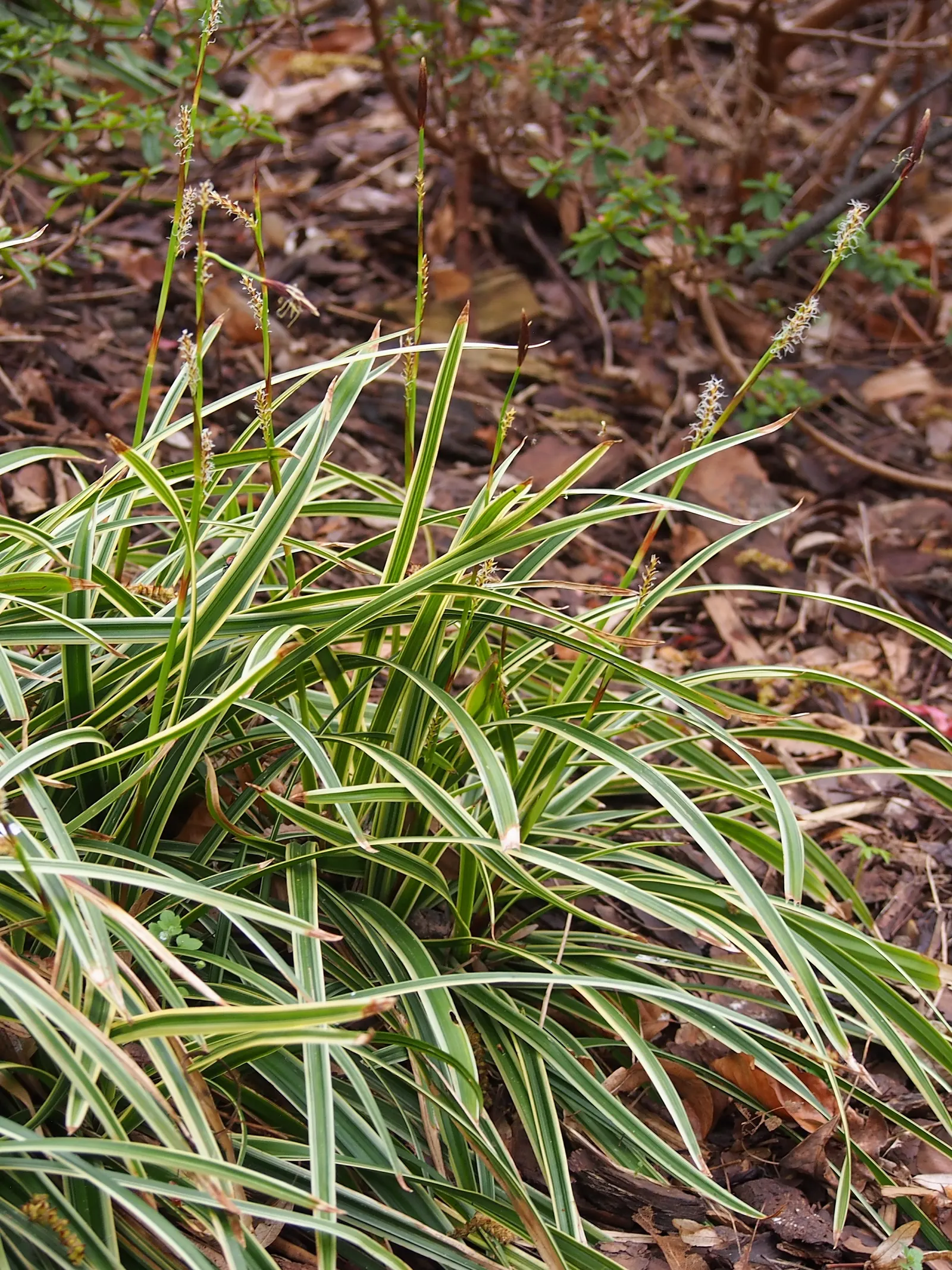 Ice Dance Grass Sedge (Carex Morrowii 'Ice Dance') — the Carex morrowii 'Ice Dance' is an essential element for a lush