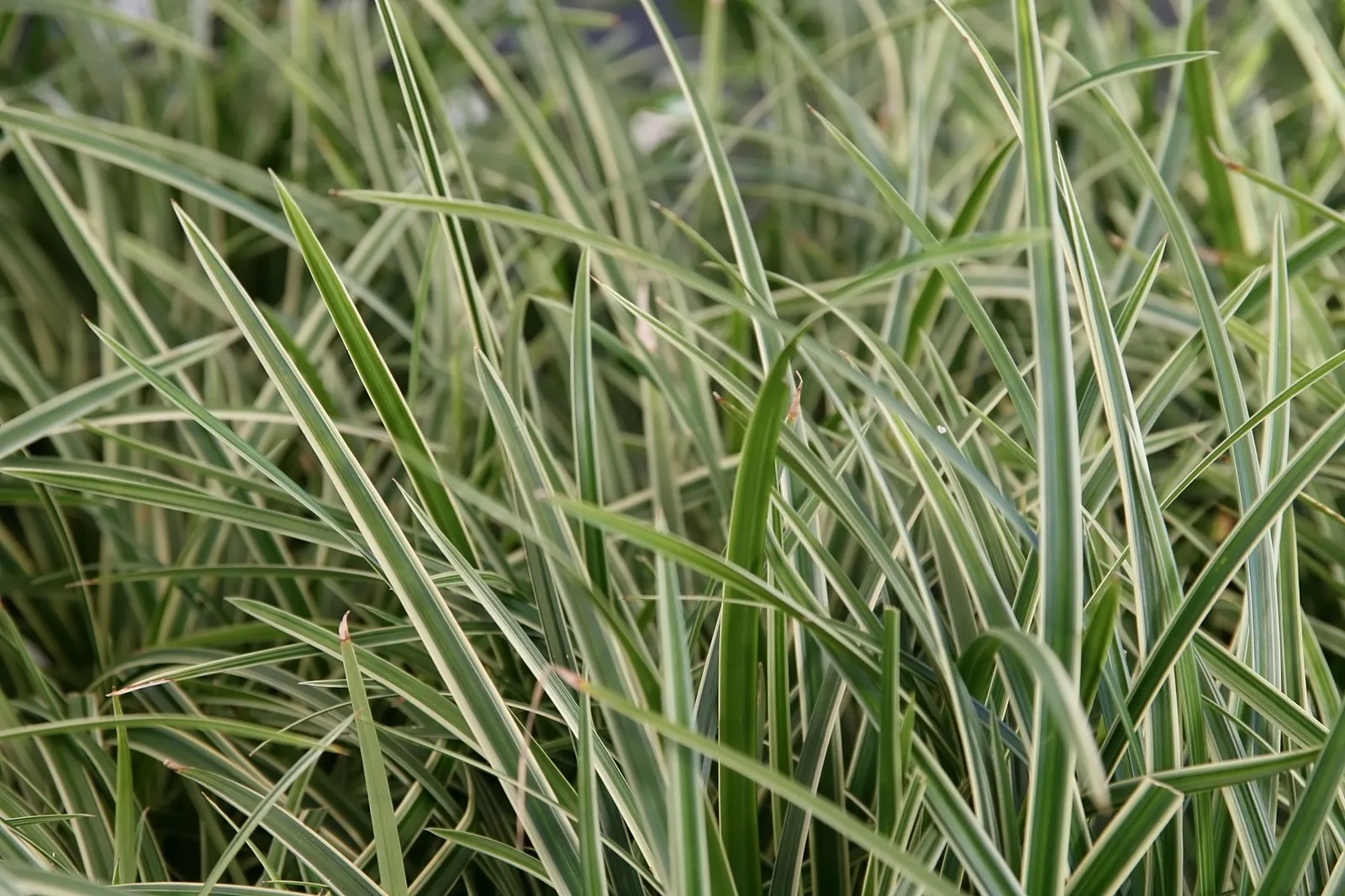 Ice Dance Grass Sedge (Carex Morrowii 'Ice Dance') — Its compact root system makes it ideal for borders and edging paths without aggressive spreading