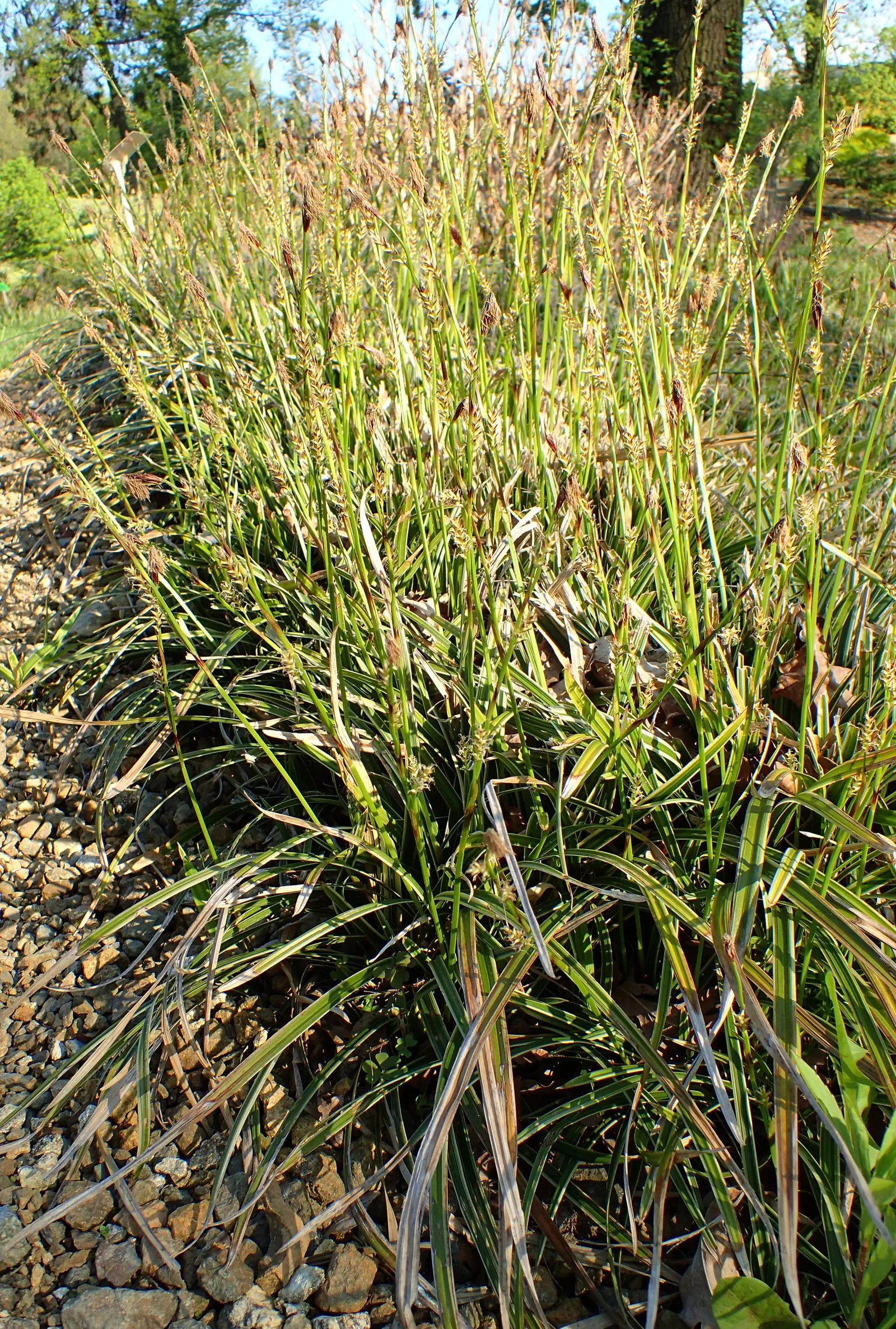Ice Dance Grass Sedge (Carex Morrowii 'Ice Dance') — providing a striking contrast that brightens shadowy spots in a garden