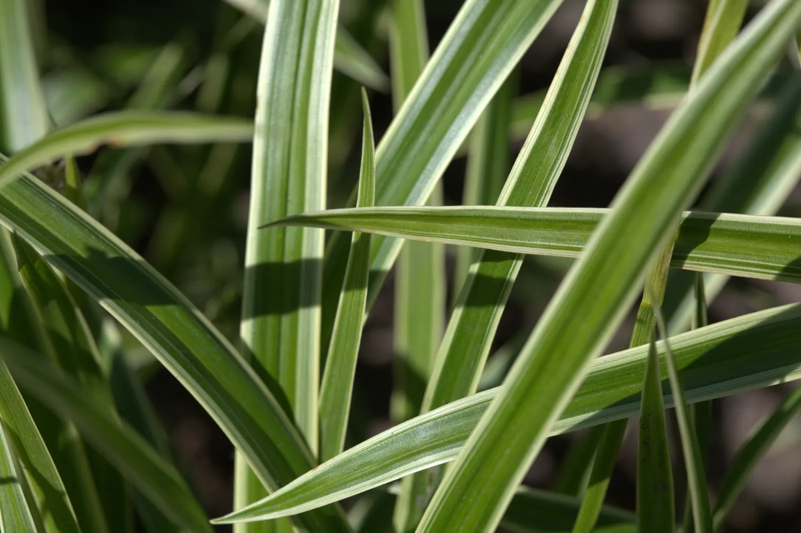Ice Dance Grass Sedge (Carex Morrowii 'Ice Dance') — Ice Dance features distinctive green blades with creamy white margins