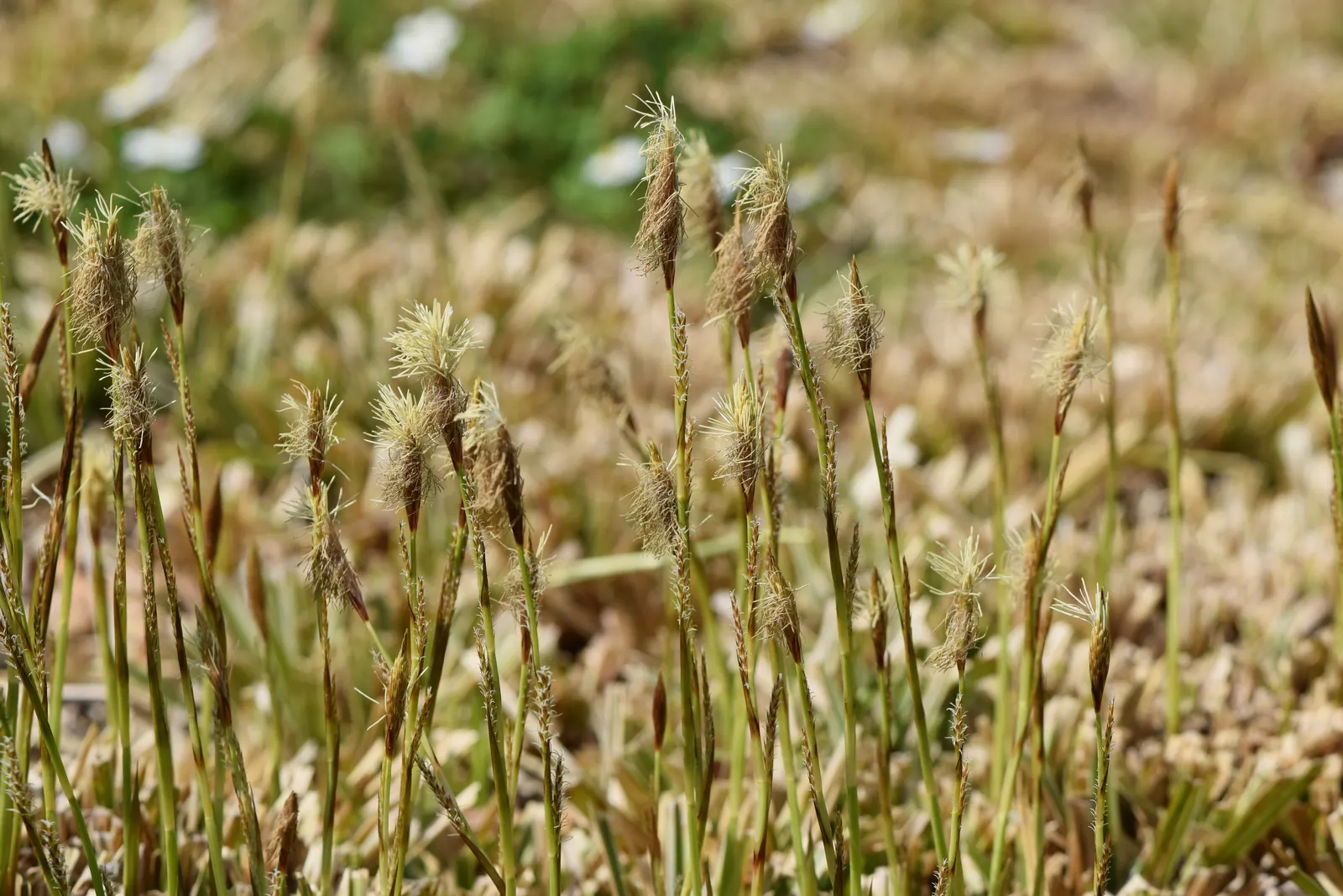 Ice Dance Grass Sedge (Carex Morrowii 'Ice Dance') — Thriving in USDA zones 5 through 9, it forms dense clumps reaching 12-18 inches high and wide