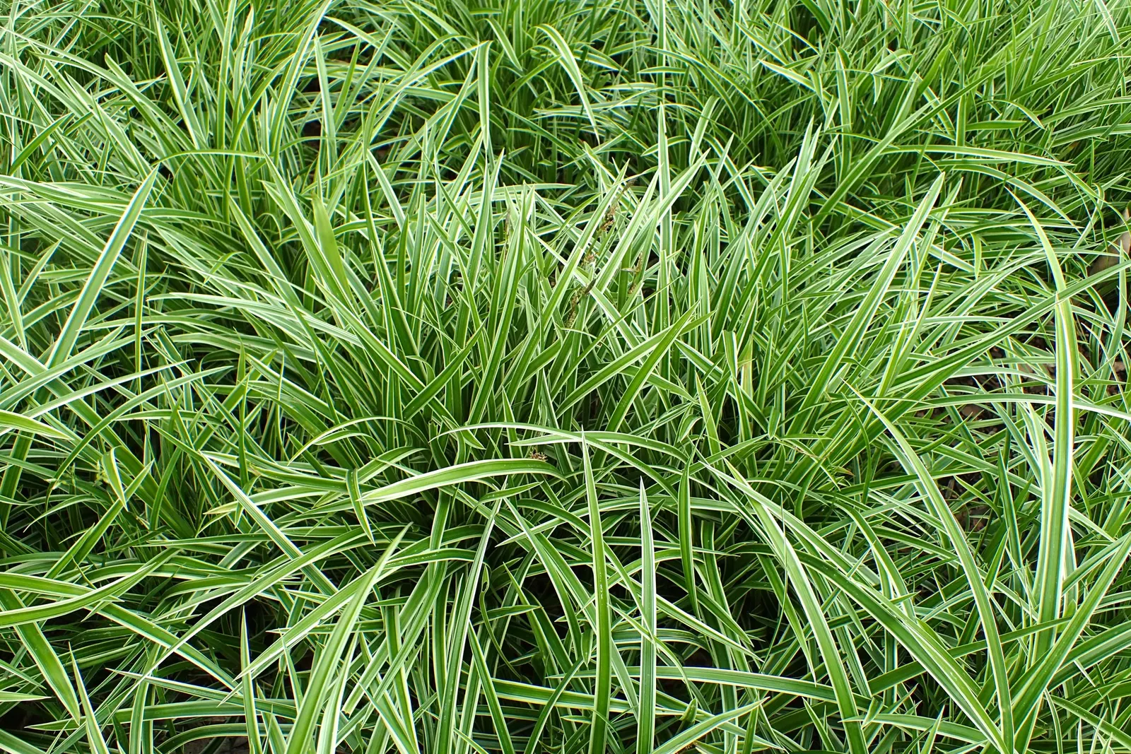 Ice Dance Grass Sedge (Carex Morrowii 'Ice Dance') — this robust sedge thrives under a diverse range of conditions