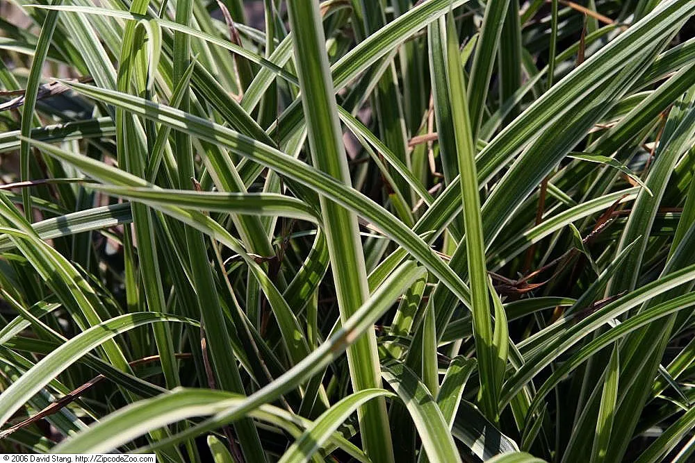 Ice Dance Grass Sedge (Carex Morrowii 'Ice Dance') — Carex morrowii 'Ice Dance' is a hardy evergreen sedge, boasting vibrant green leaves with crisp white edges