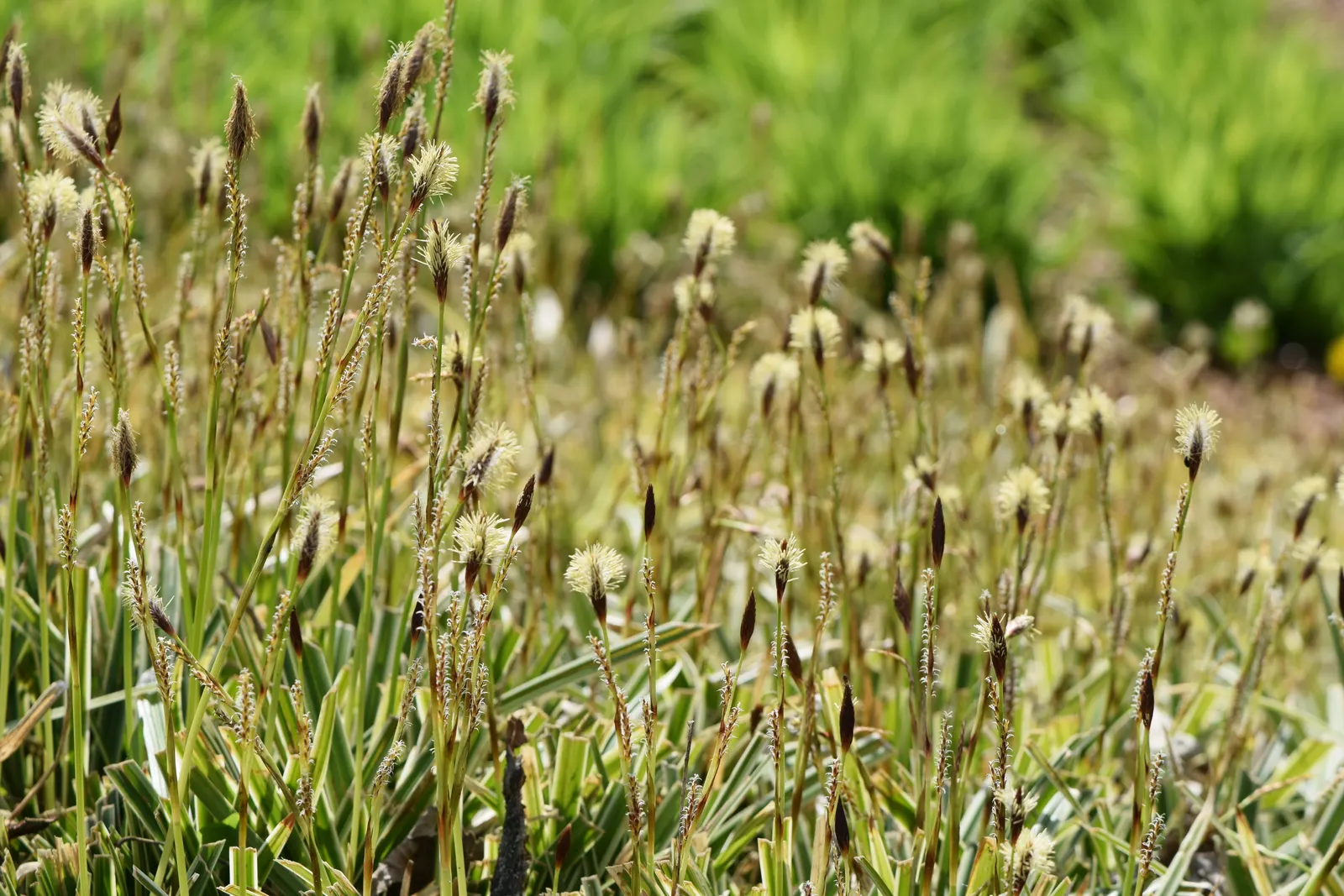 Ice Dance Grass Sedge (Carex Morrowii 'Ice Dance') — Ice Dance is somewhat drought tolerant once established and can adapt to full shade or partial sun exposure