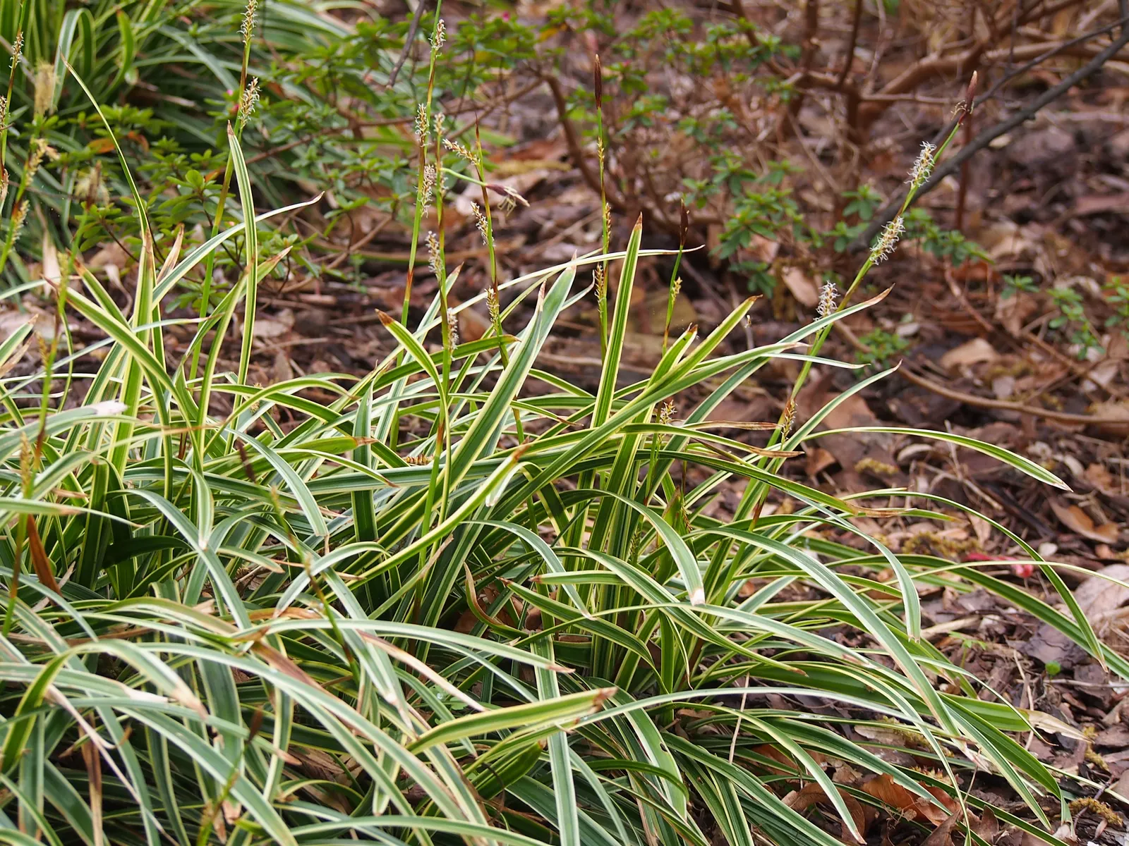 Ice Dance Grass Sedge (Carex Morrowii 'Ice Dance') — offers a splendid ground cover with its vibrant variegated foliage