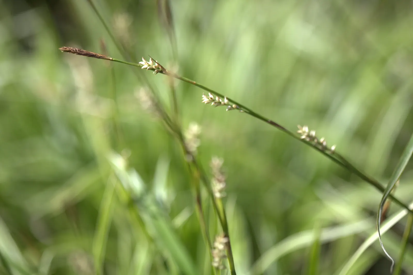 Ice Dance Grass Sedge (Carex Morrowii 'Ice Dance') — The grass-like foliage grows densely