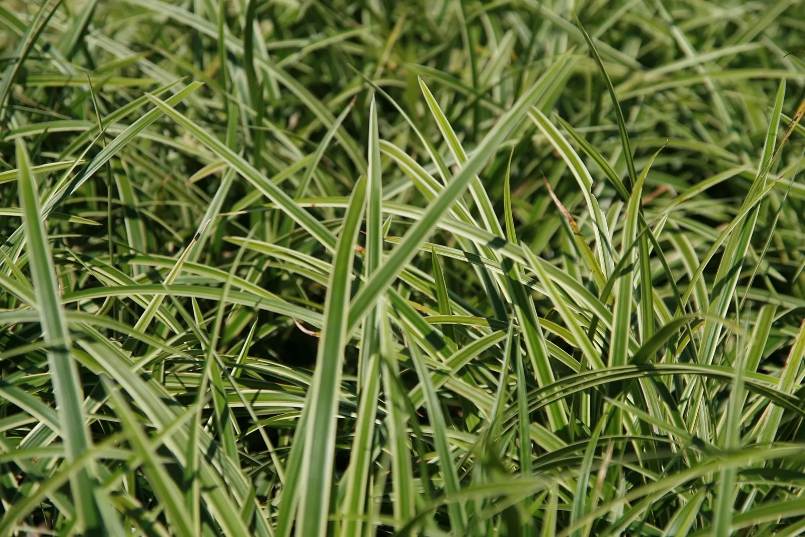 Ice Dance Grass Sedge (Carex Morrowii 'Ice Dance') — maintaining a tidy appearance with minimal maintenance.<br><br>While it prefers moist