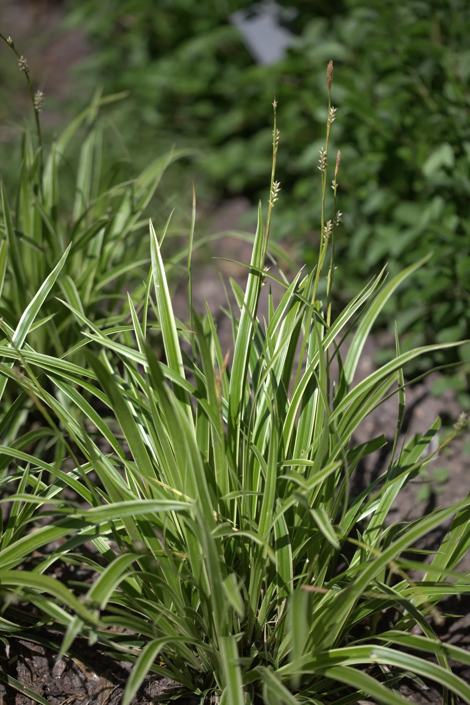 Ice Dance Grass Sedge (Carex Morrowii 'Ice Dance') — forming a flowing carpet that's about as wide as it is tall