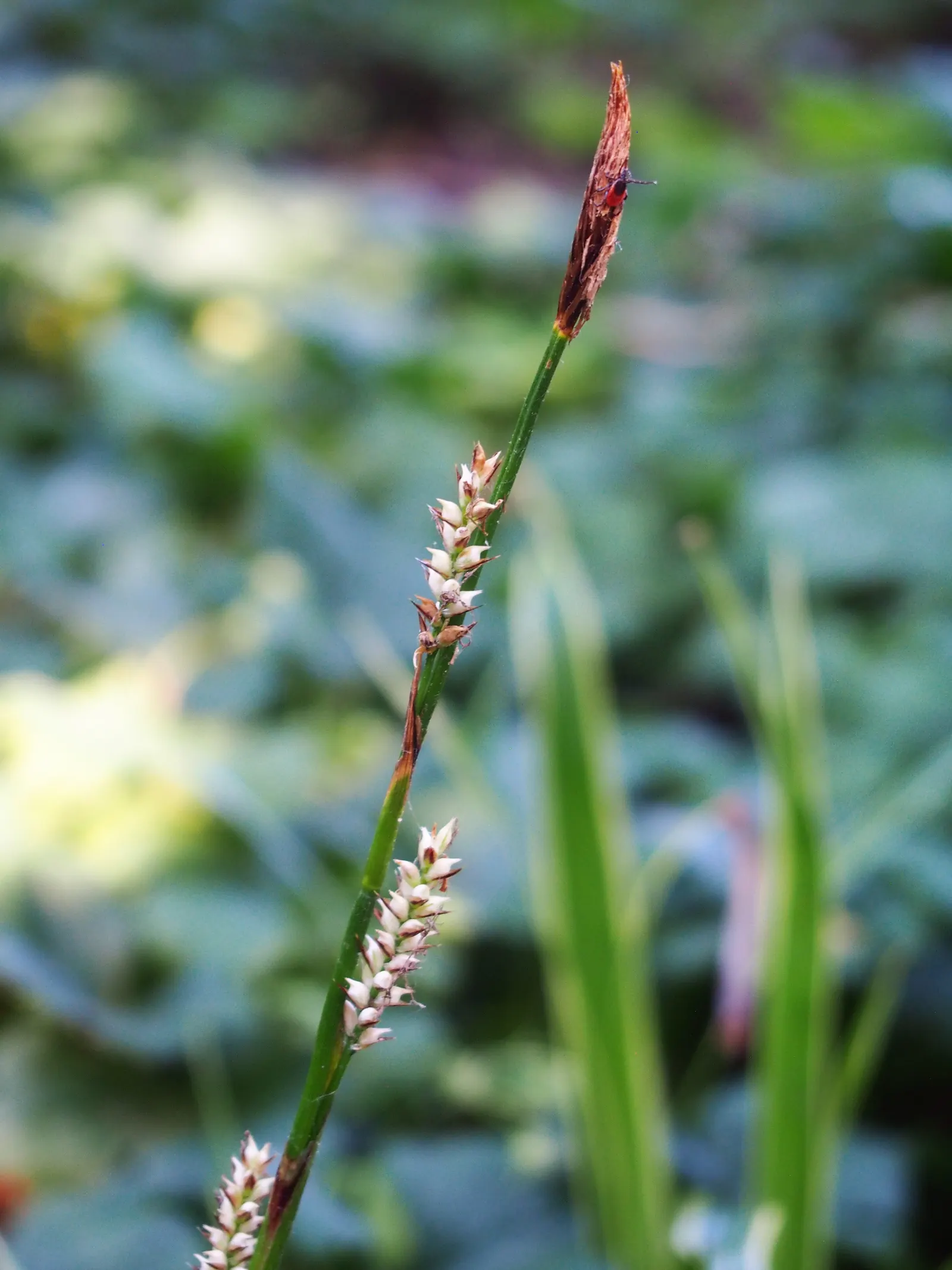Ice Dance Grass Sedge (Carex Morrowii 'Ice Dance') — commonly referred to as Ice Dance Grass Sedge