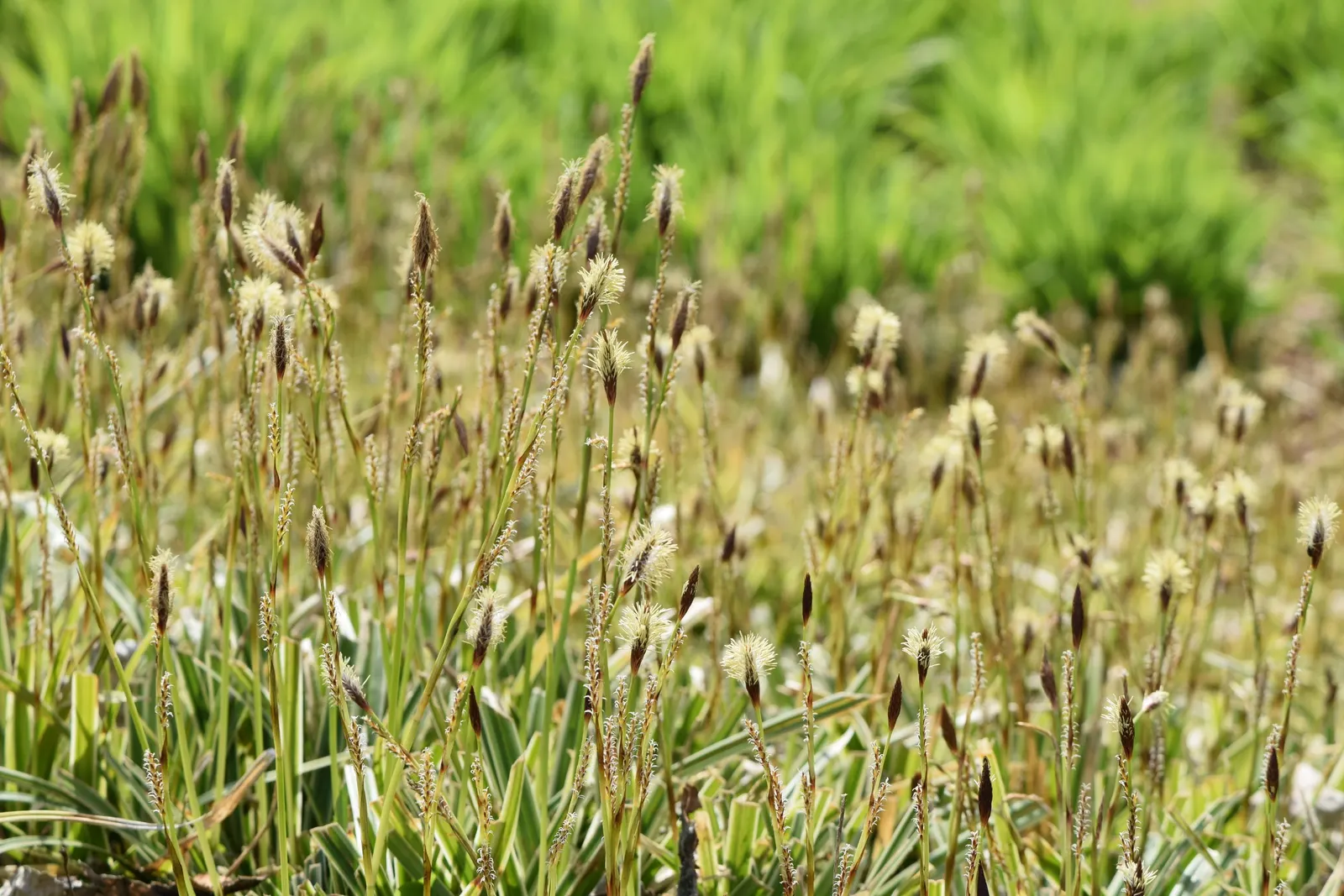 Ice Dance Grass Sedge (Carex Morrowii 'Ice Dance') — Given its resilience and ornamental qualities