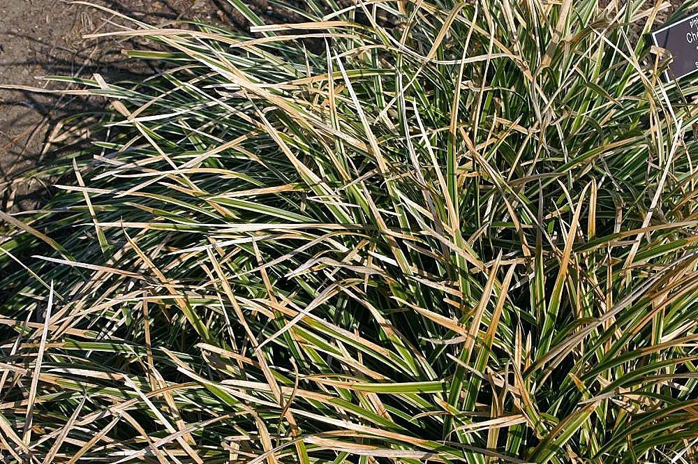 Ice Dance Grass Sedge (Carex Morrowii 'Ice Dance') — white flowers in the garden
