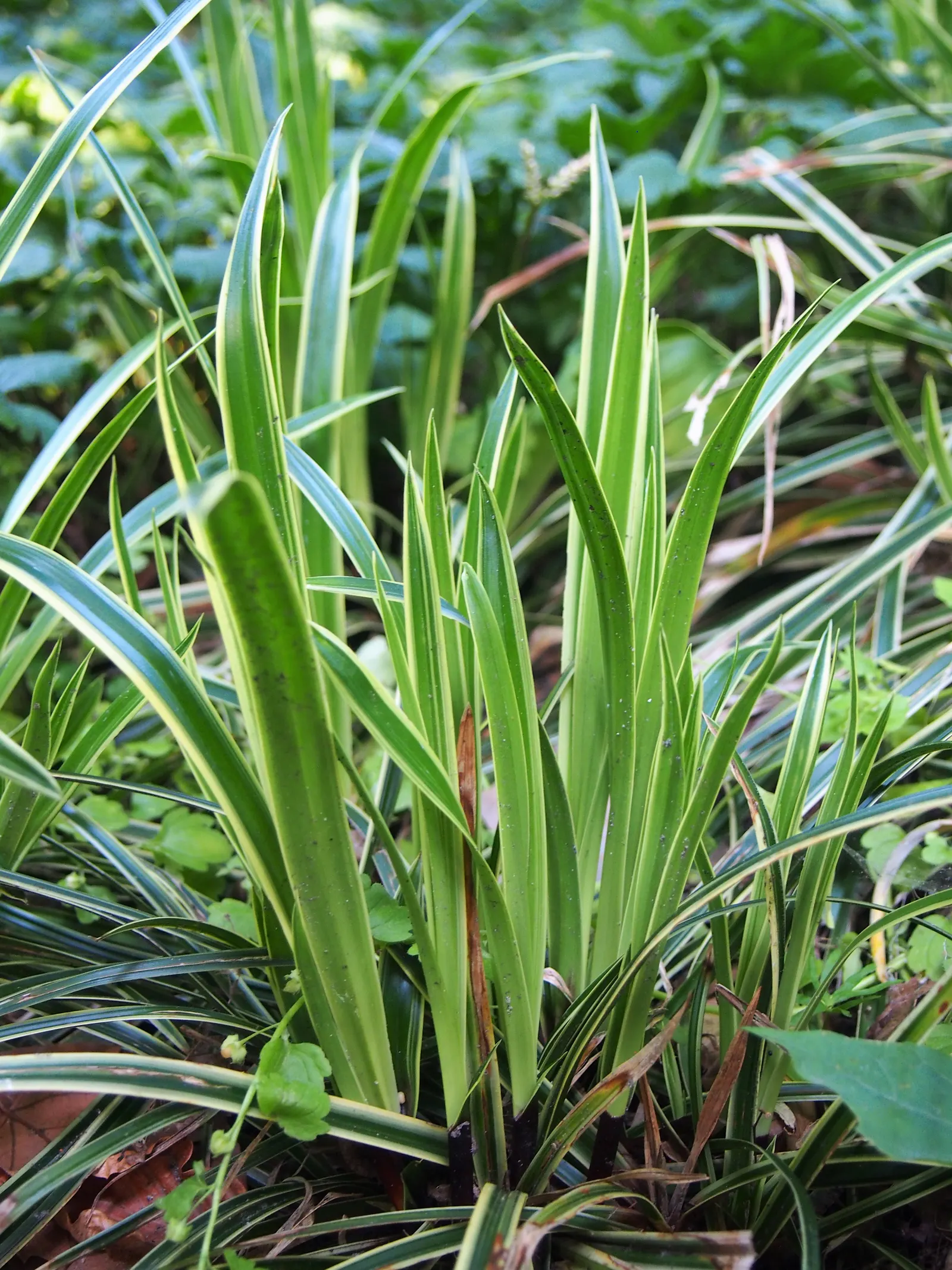 Ice Dance Grass Sedge (Carex Morrowii 'Ice Dance') — Title: Carex morrowii 'Ice Dance' - A Lush Tapestry for Gardens<br><br>The Carex morrowii 'Ice Dance'
