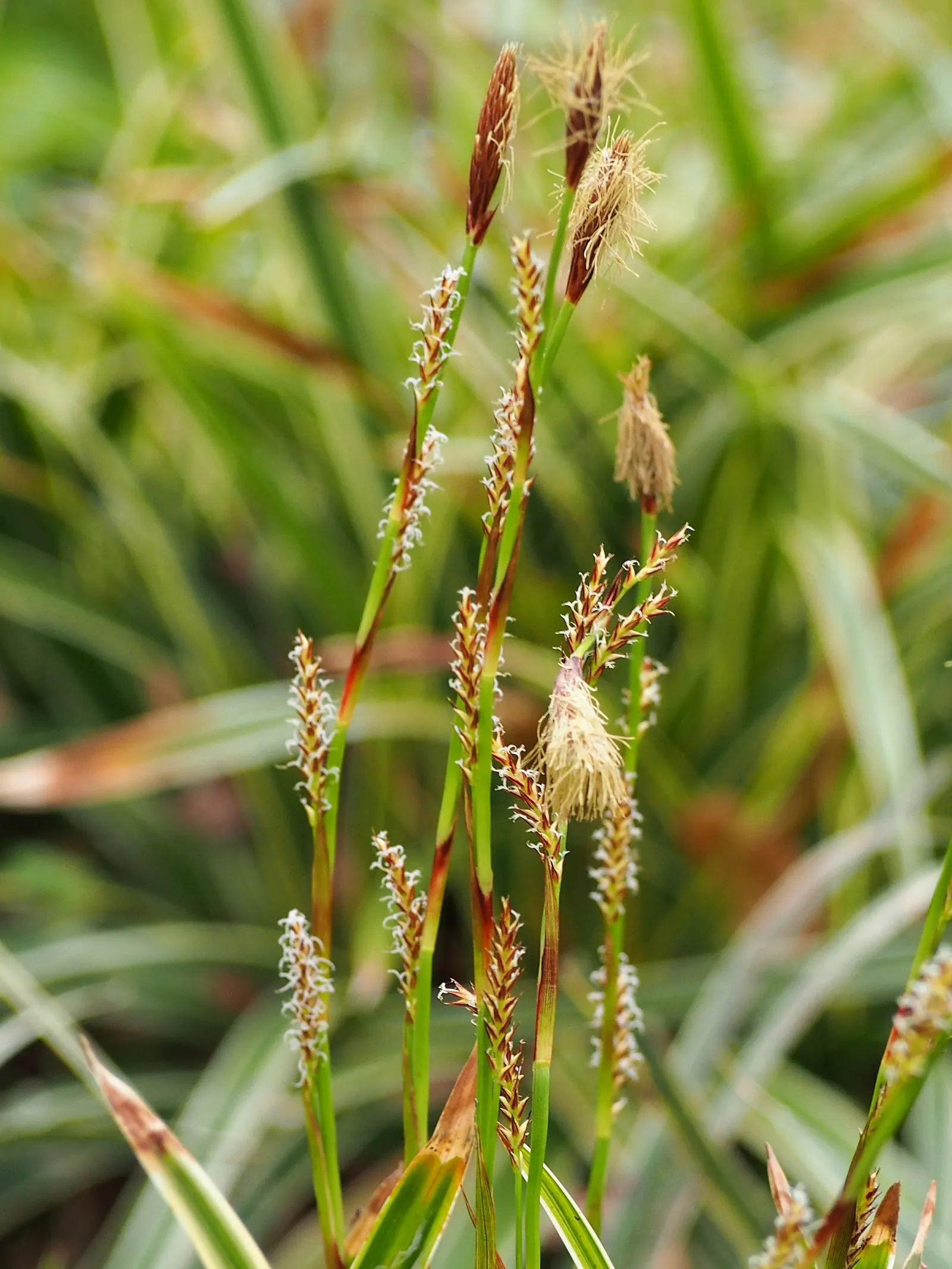 Ice Dance Grass Sedge (Carex Morrowii 'Ice Dance') — Preferring partial shade to full shade, 'Ice Dance' requires consistently moist soil