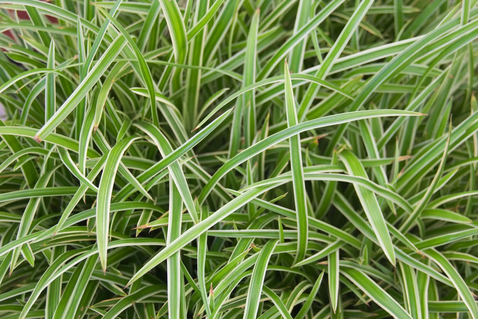 Ice Dance Grass Sedge (Carex Morrowii 'Ice Dance') — grass / ground cover for half or shade