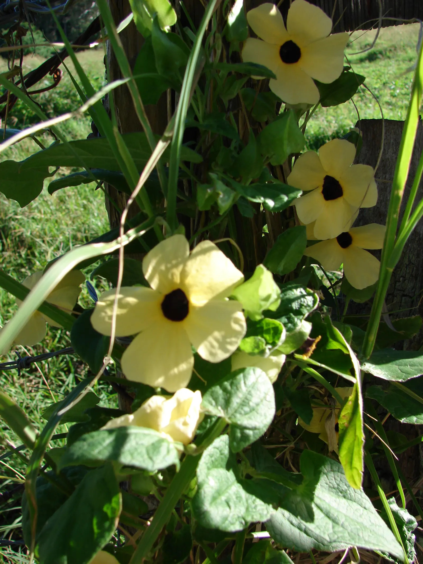 Black- Eyed Susan Vine (Thunbergia Alata 'Yellow Form') — showcases vibrant yellow petals encircling a dark eye