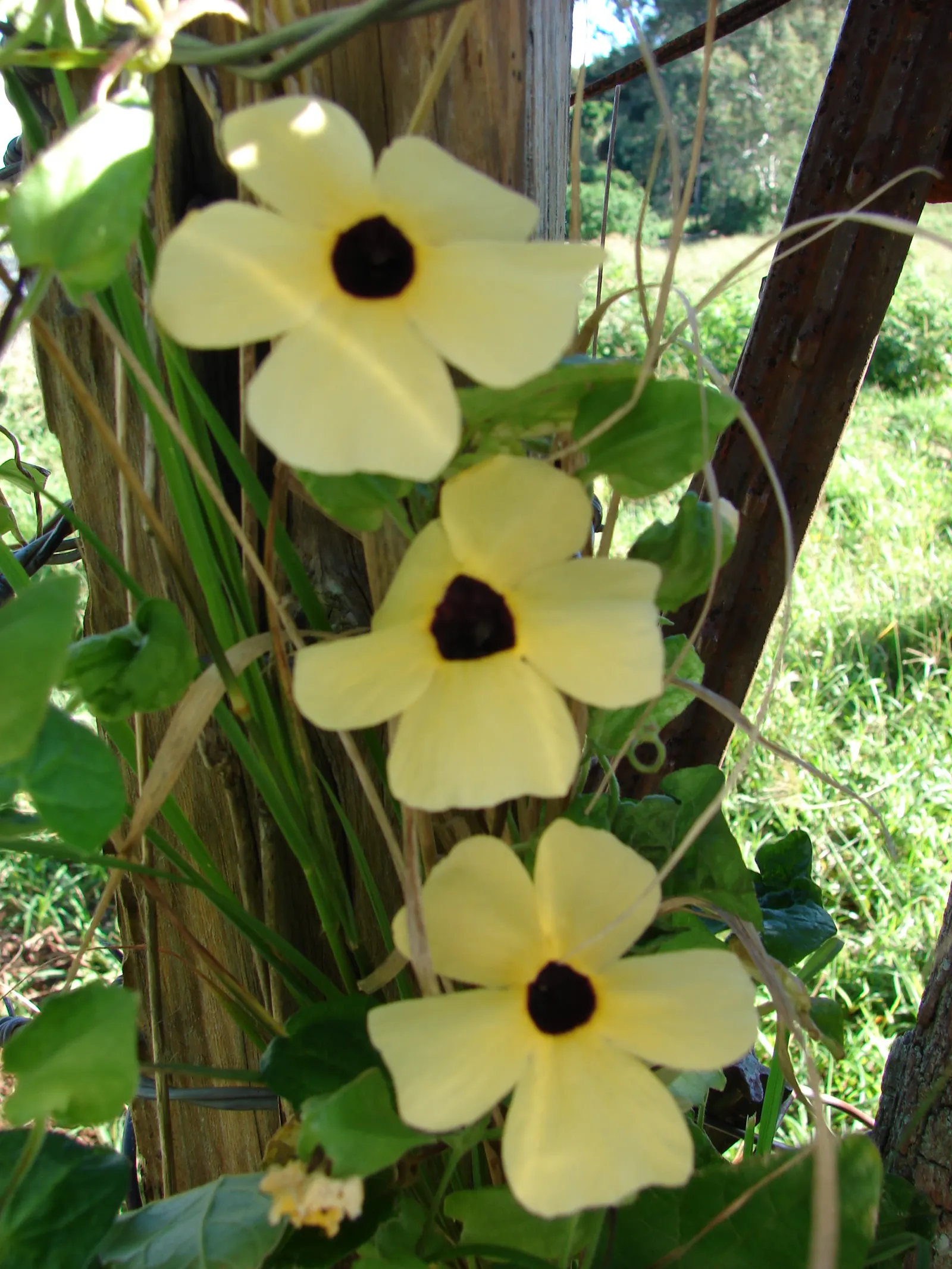 Black- Eyed Susan Vine (Thunbergia Alata 'Yellow Form') — commonly known as Black-Eyed Susan Vine