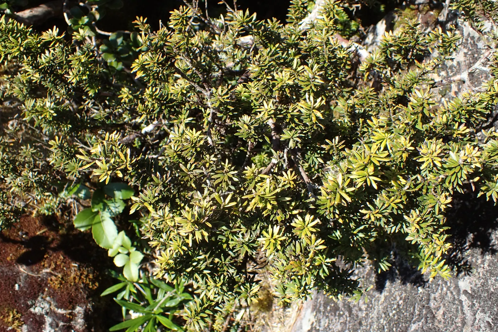 Alpine Totara (Podocarpus Nivalis) — this dwarf conifer thrives in USDA Hardiness Zones 7-8