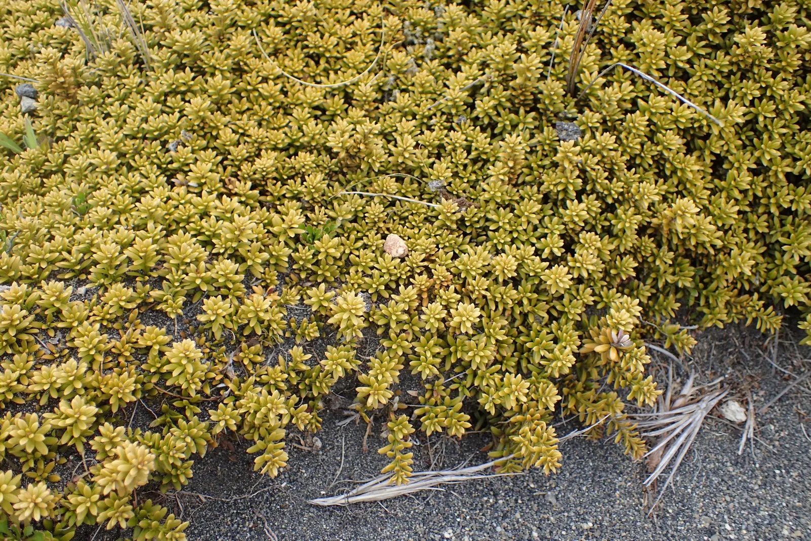 Alpine Totara (Podocarpus Nivalis) — this dwarf conifer thrives in USDA Hardiness Zones 7-8; with a spread of 2 to 4 feet over several years