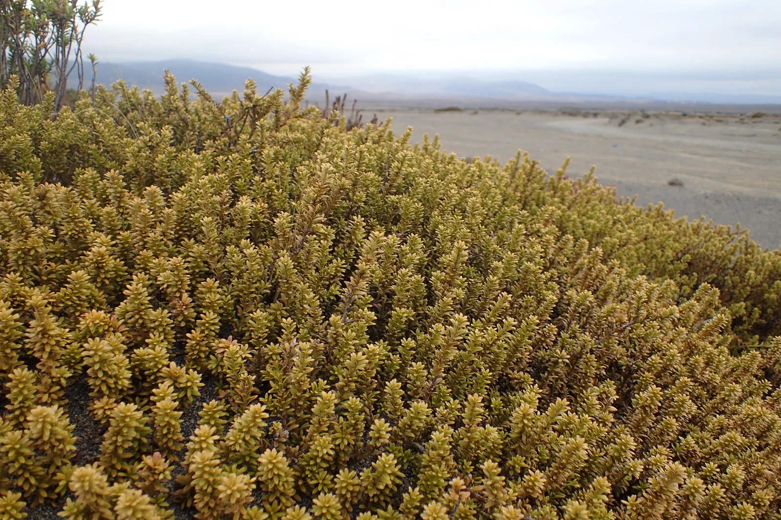 Alpine Totara (Podocarpus Nivalis) — preferring well-drained soils and full to partial sun