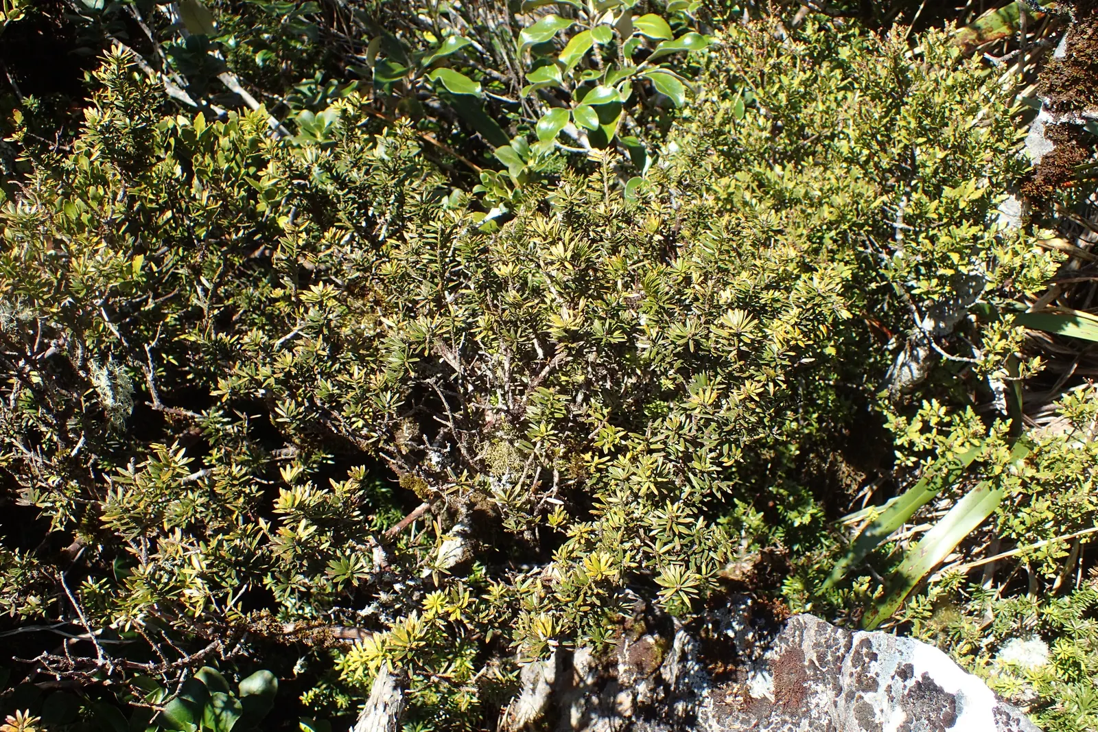 Alpine Totara (Podocarpus Nivalis) — from bright green shoots in spring to hues of blue-green in summer