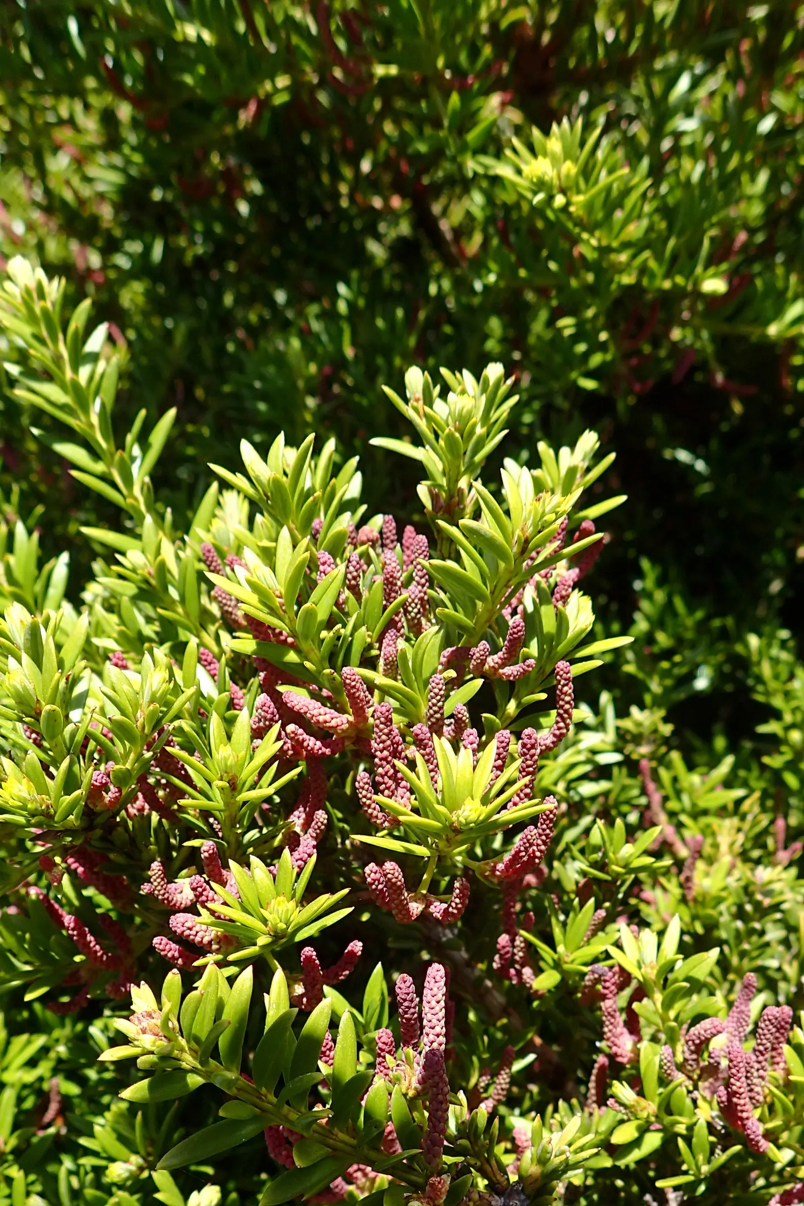 Alpine Totara (Podocarpus Nivalis) — exhibiting a slow growth rate.<br><br>Its needle-like foliage offers an array of colors through seasons, image 41