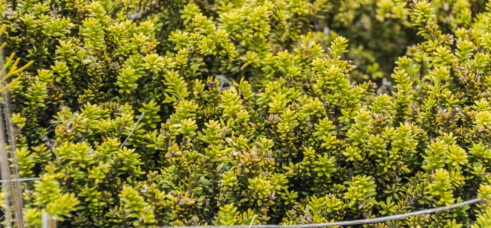 Alpine Totara (Podocarpus Nivalis) — withstanding temperatures down to 10&deg;F; it performs best in full sun to partial shade