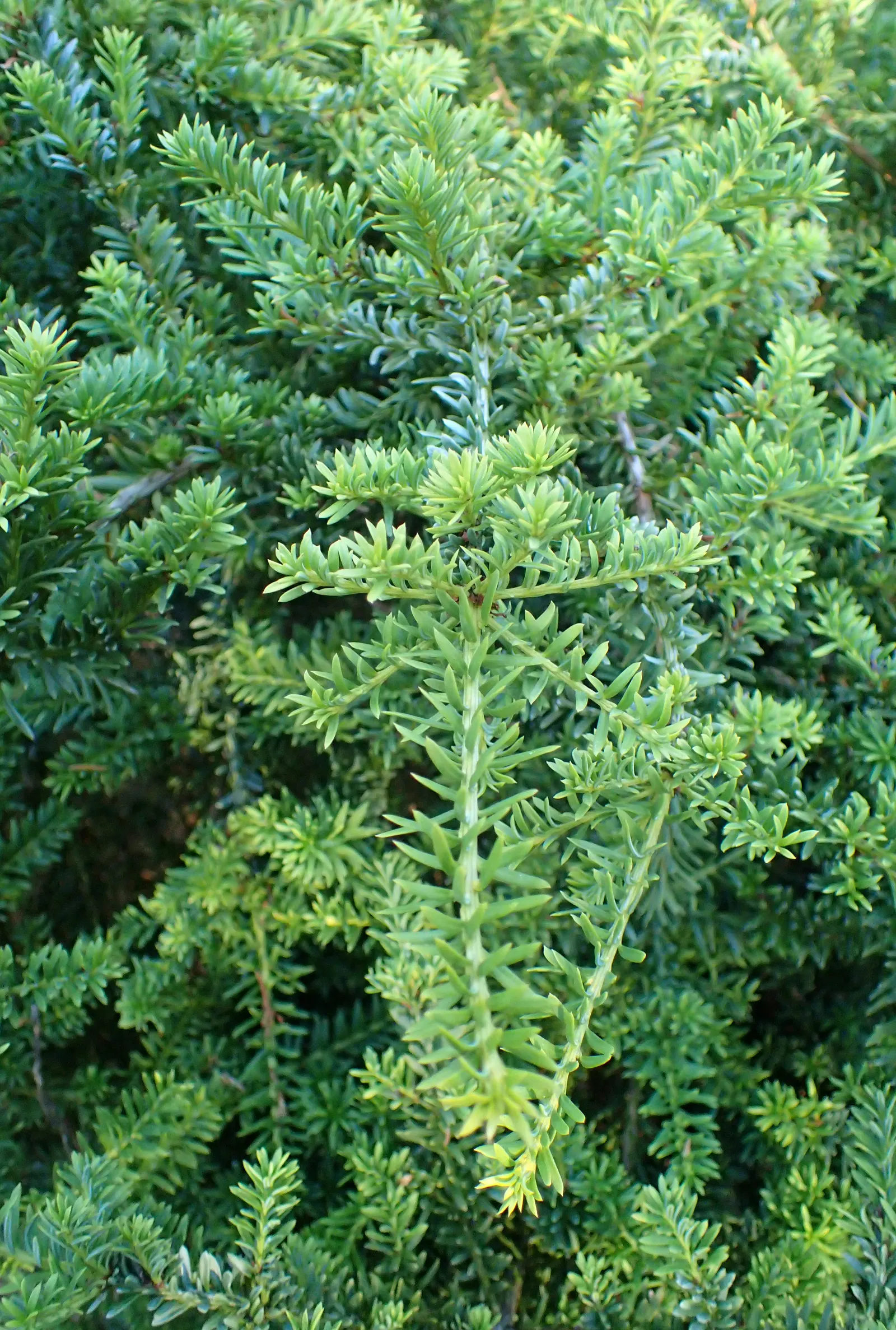 Alpine Totara (Podocarpus Nivalis) — scientifically known as Podocarpus nivalis; making it a robust selection for a garden that combines aesthetic appeal with