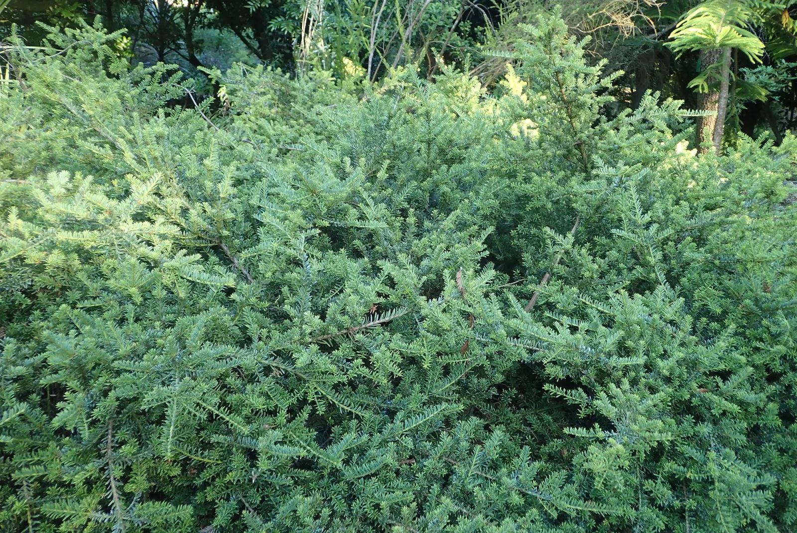 Alpine Totara (Podocarpus Nivalis) — ideal for adding texture and year-round interest to landscapes; withstanding temperatures down to 10&deg;F