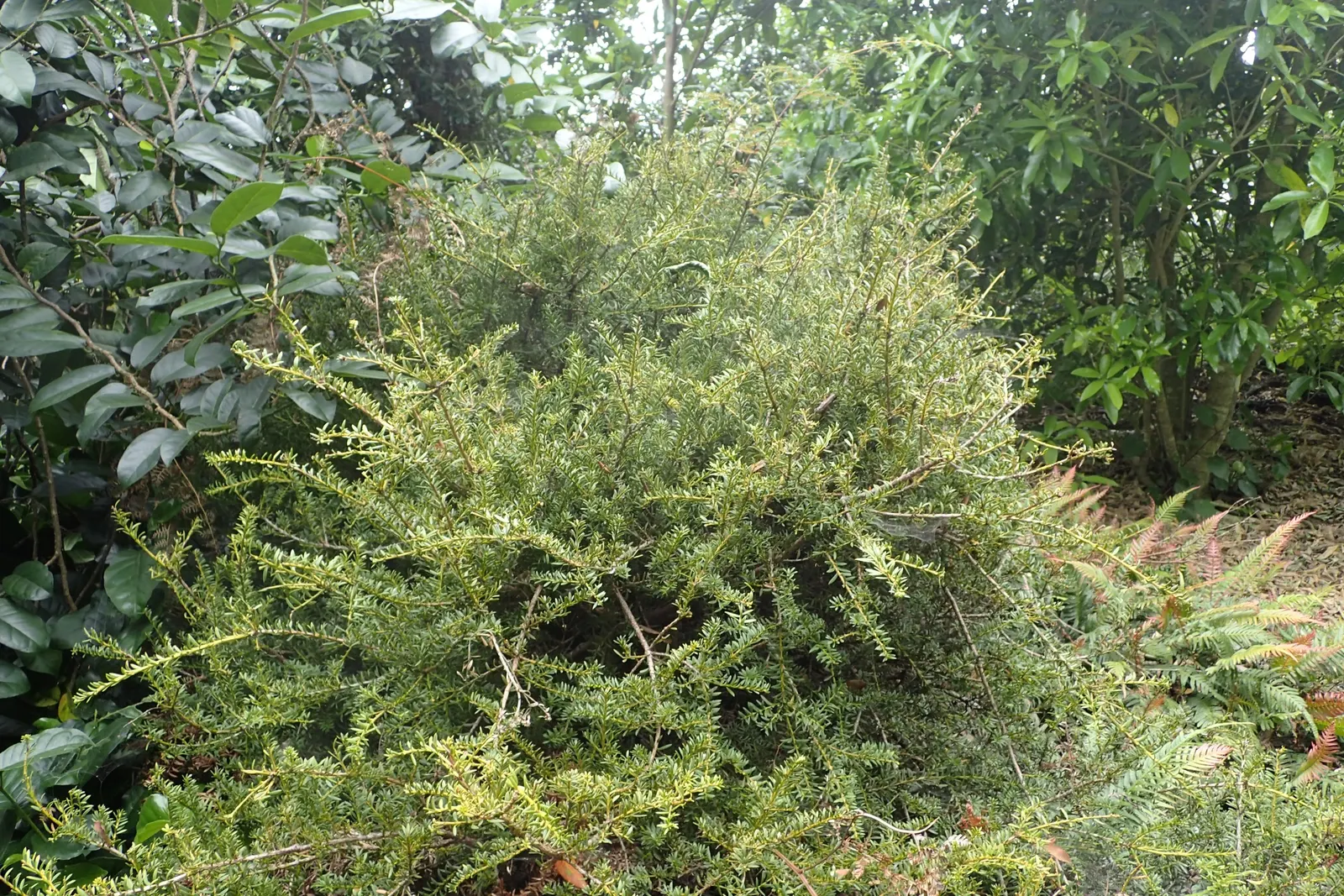 Alpine Totara (Podocarpus Nivalis) — with a spread of 2 to 4 feet over several years