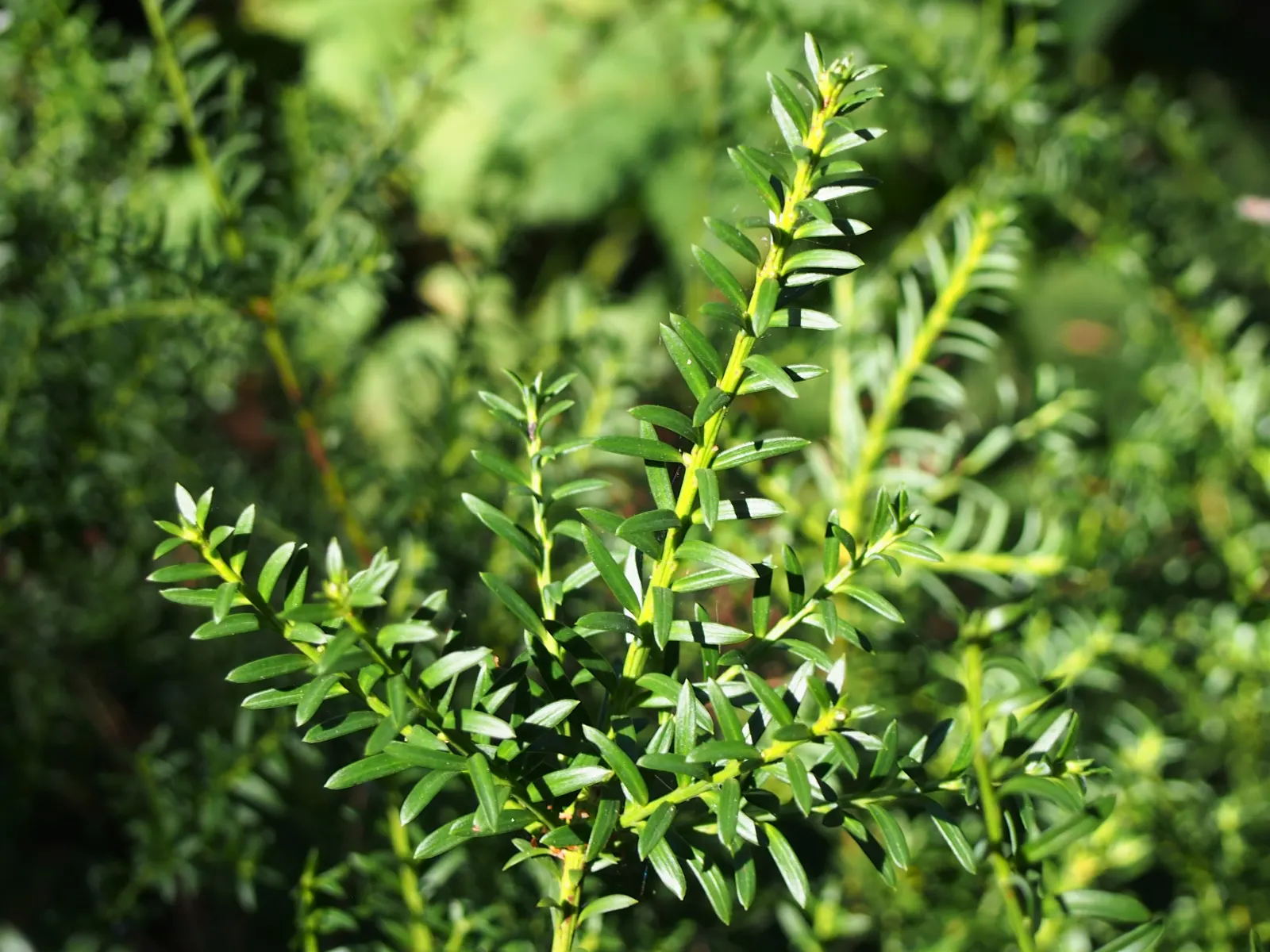 Alpine Totara (Podocarpus Nivalis) — Maturing at 3-6.5 feet tall with a spread of 6-10 feet; <br><br>Podocarpus nivalis prefers well-drained soils and is