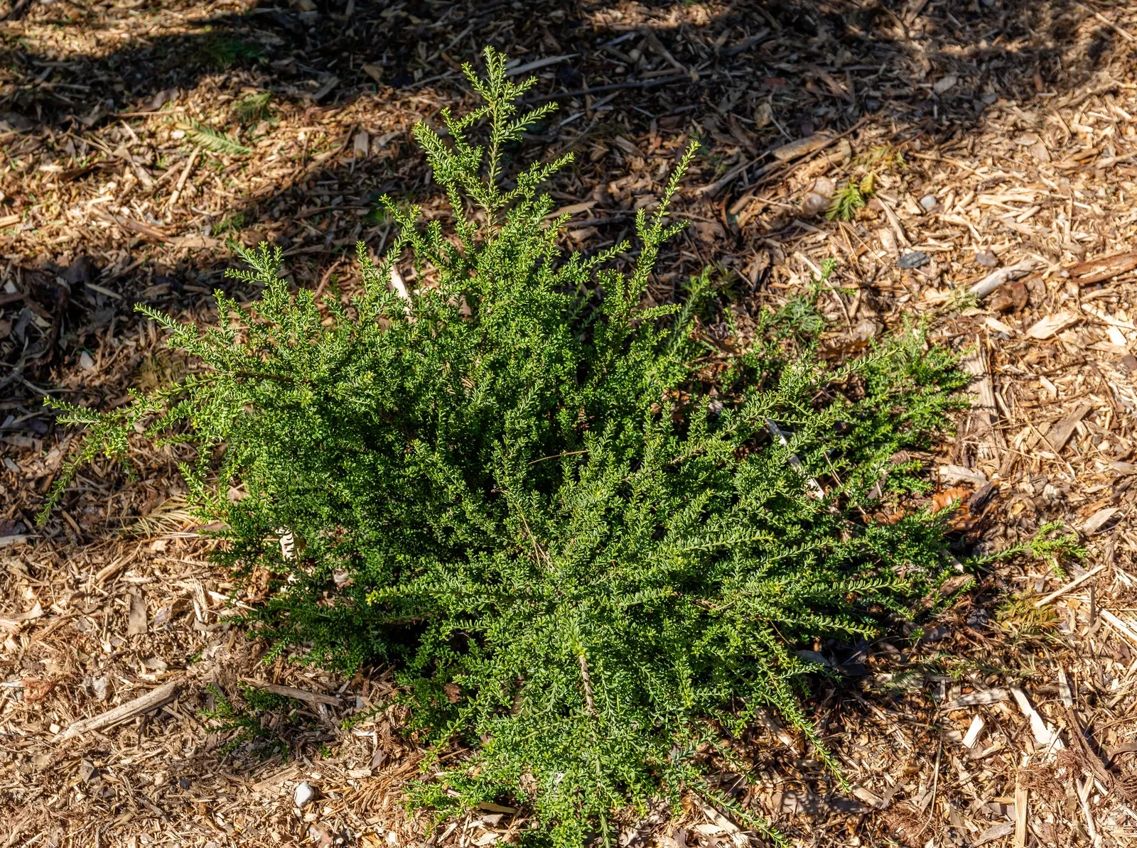 Alpine Totara (Podocarpus Nivalis) — Maturing at 3-6.5 feet tall with a spread of 6-10 feet