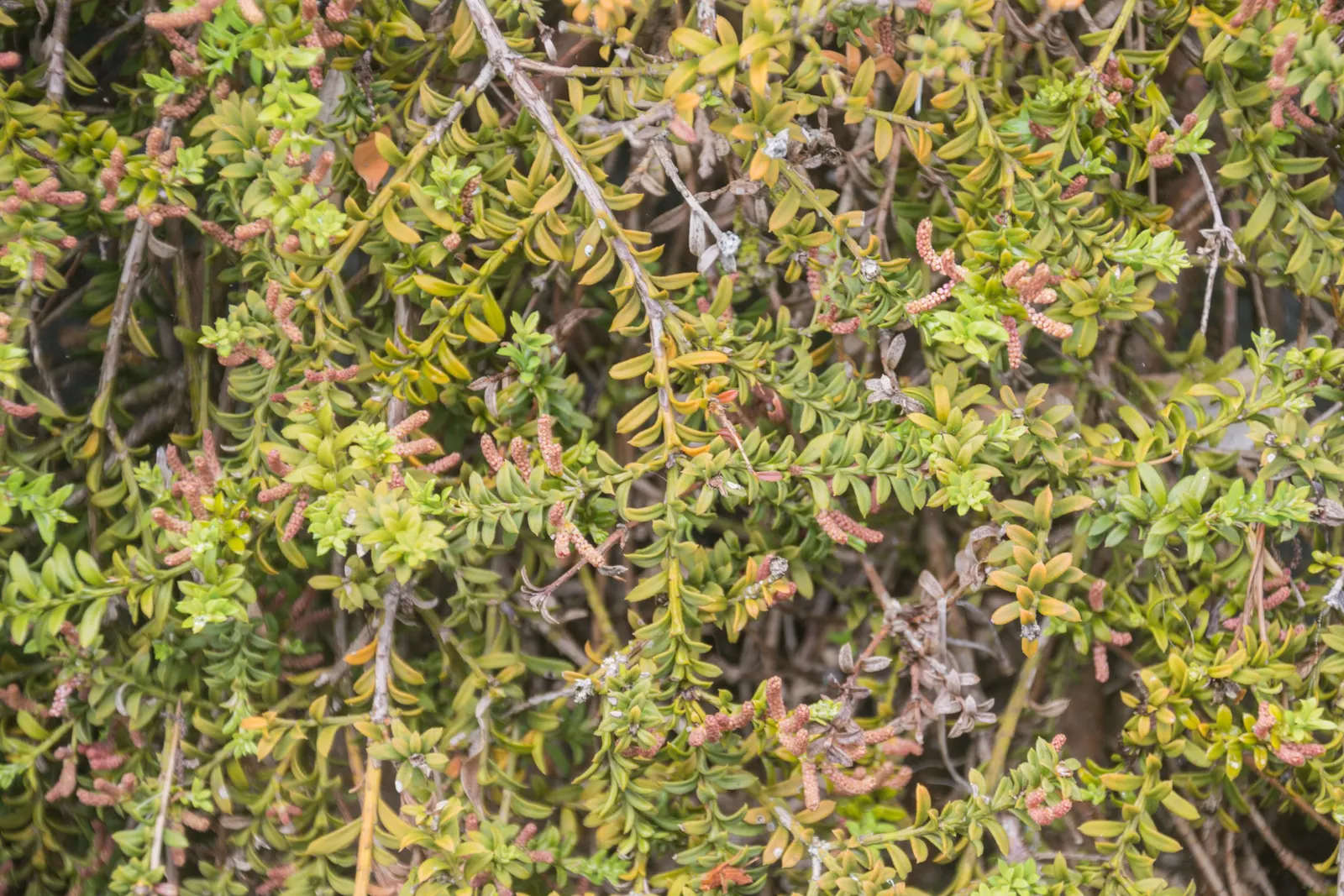 Alpine Totara (Podocarpus Nivalis) — it thrives in USDA zones 7-9; the Alpine Totara is known for its resistance to pests and diseases
