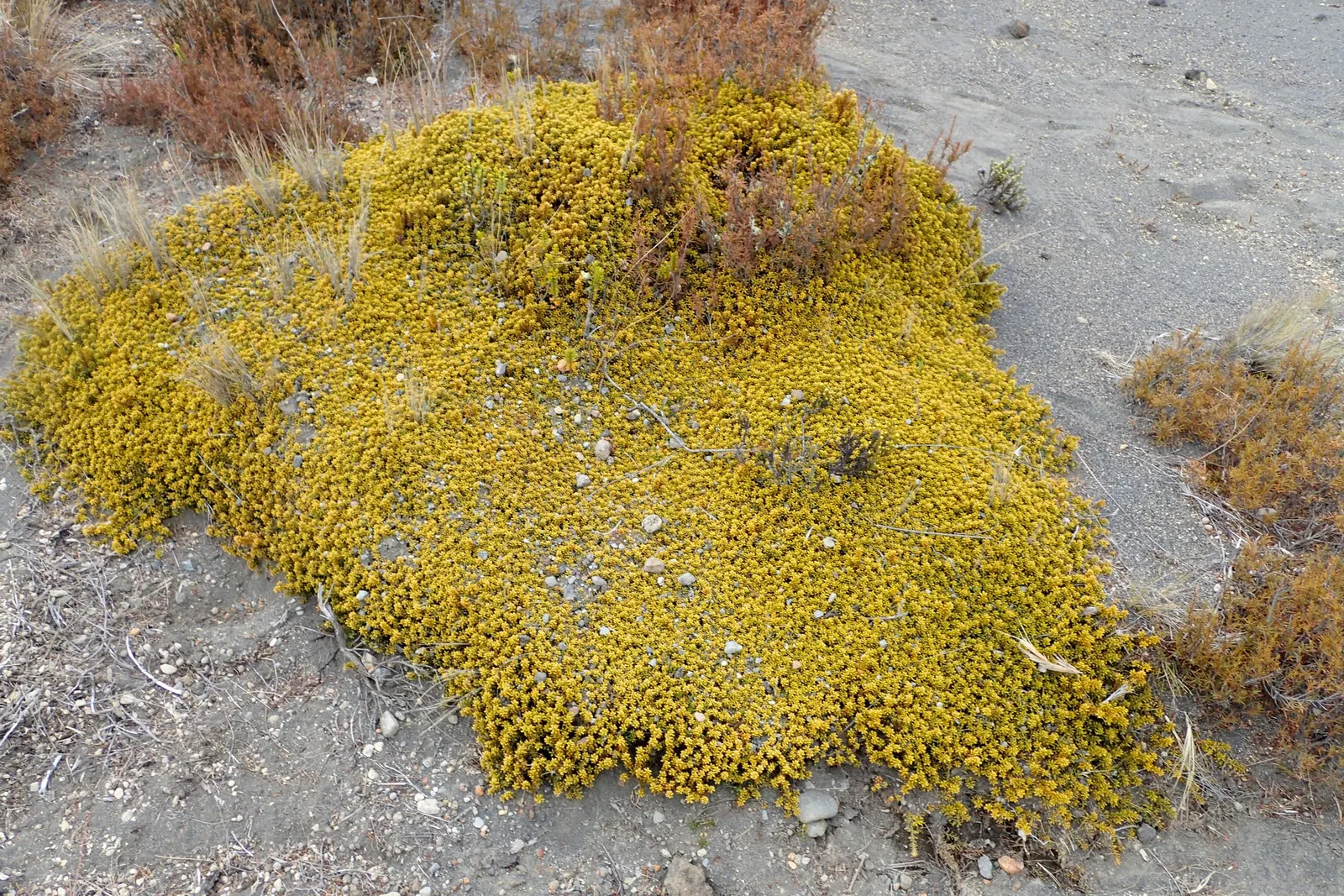 Alpine Totara (Podocarpus Nivalis) — requiring minimal pruning to maintain its shape; <br><br>This plant is especially suited for rock gardens, alpine