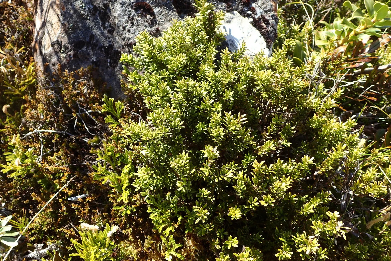 Alpine Totara (Podocarpus Nivalis) — requiring minimal pruning to maintain its shape