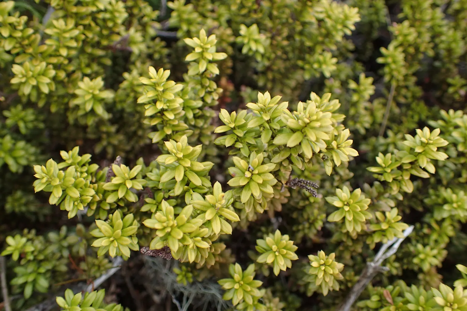 Alpine Totara (Podocarpus Nivalis) — adaptable to a range of soil types but favors neutral to slightly acidic pH levels