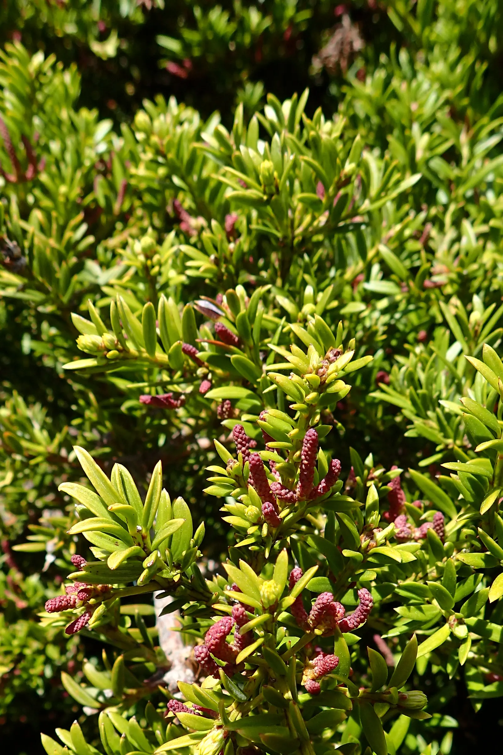 Alpine Totara (Podocarpus Nivalis) — often with a bronze tint in colder months; the Alpine Totara (Podocarpus nivalis) is an evergreen conifer