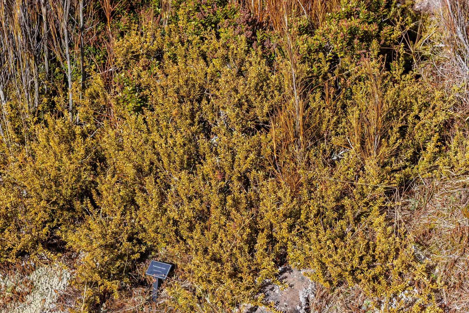 Alpine Totara (Podocarpus Nivalis) — It performs best in full sun to partial shade