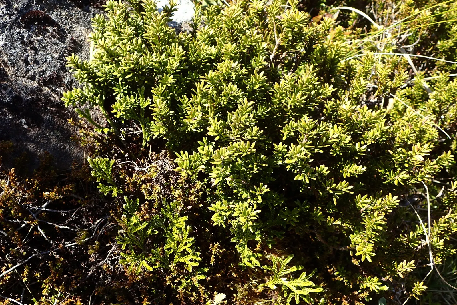 Alpine Totara (Podocarpus Nivalis) — the Alpine Totara is known for its resistance to pests and diseases