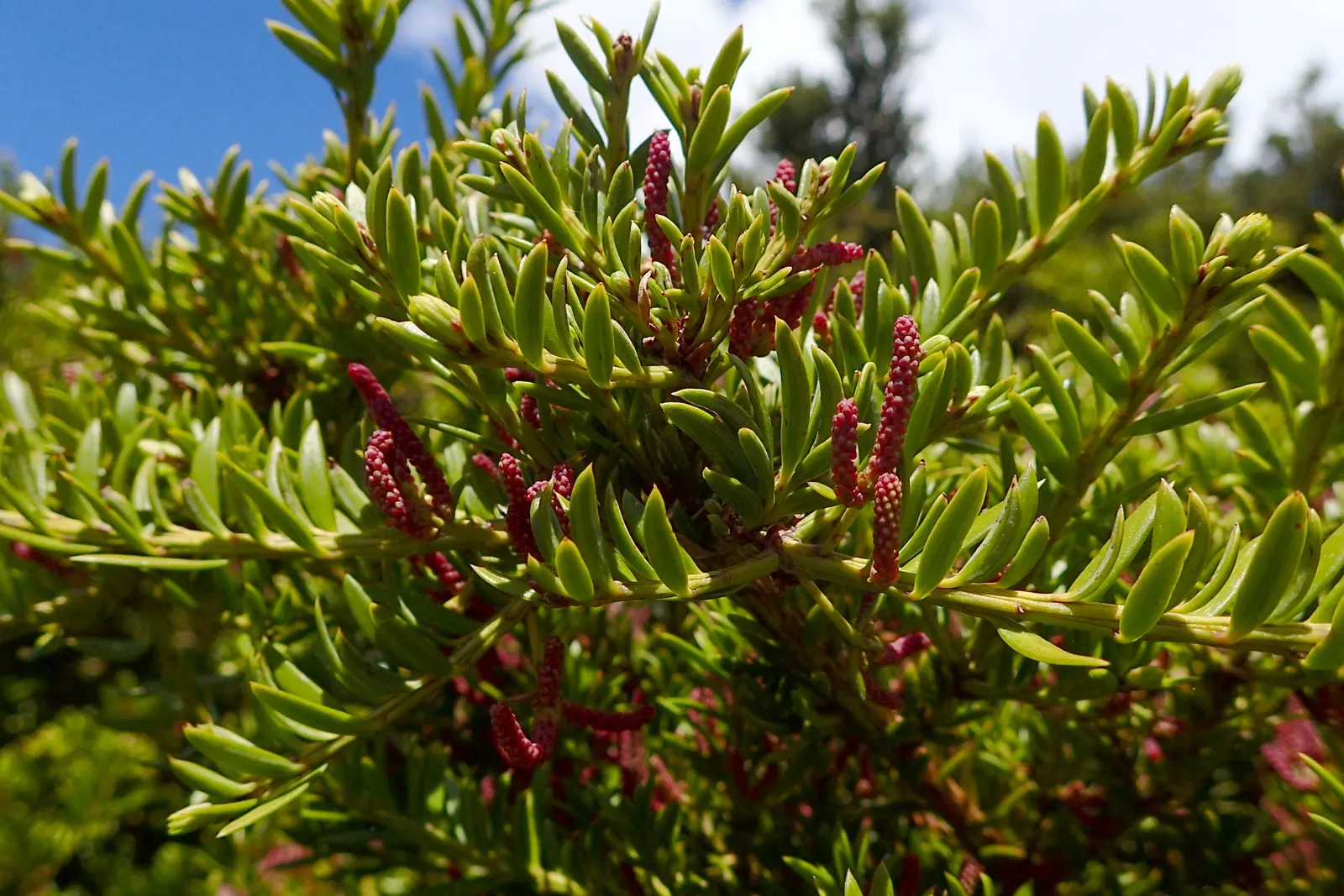 Alpine Totara (Podocarpus Nivalis) — low-growing habit and silver-green foliage make it an excellent ground cover or border plant; the plant typically reaches