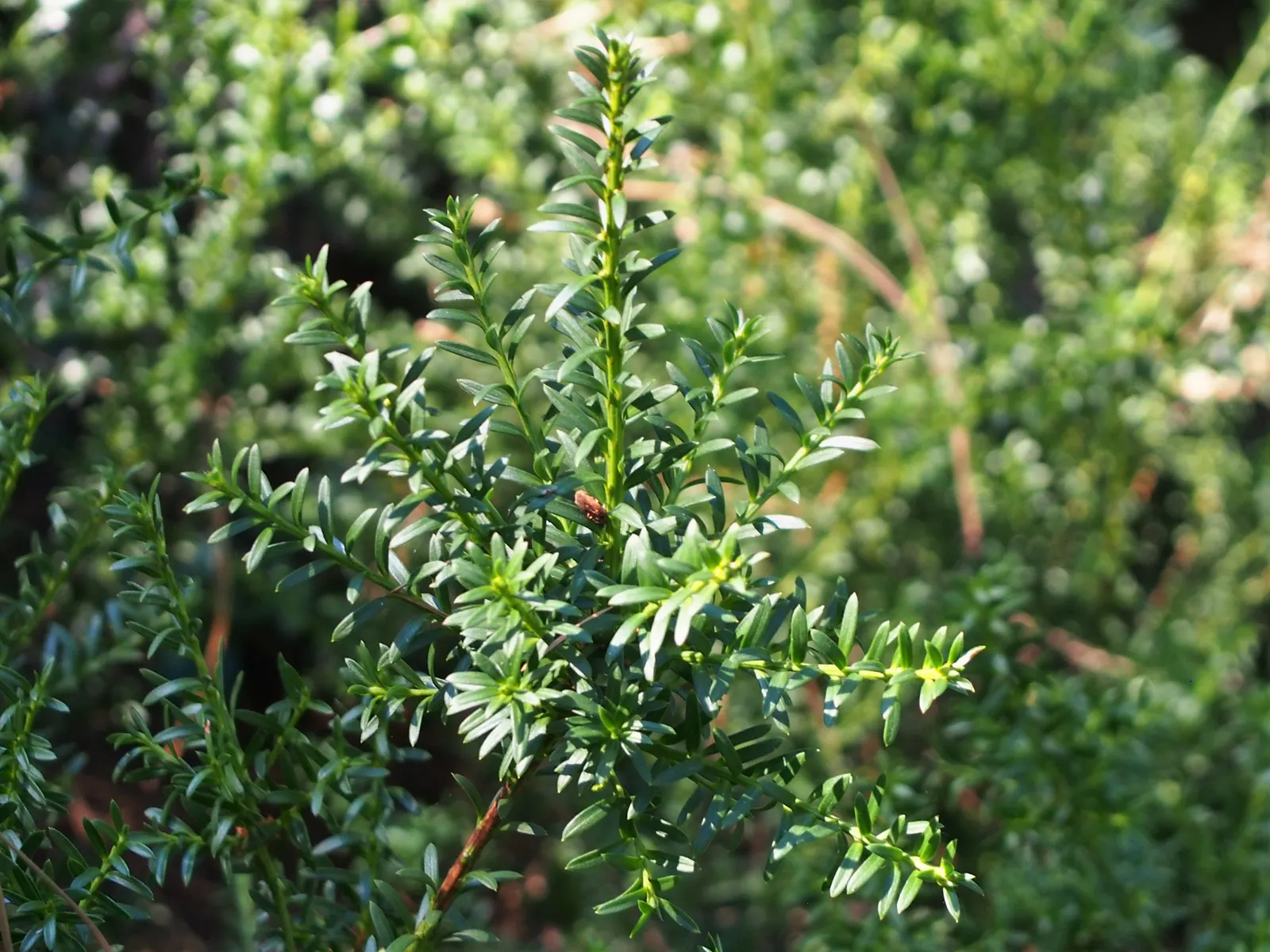 Alpine Totara (Podocarpus Nivalis) — <br><br>Podocarpus nivalis prefers well-drained soils and is relatively low-maintenance once established
