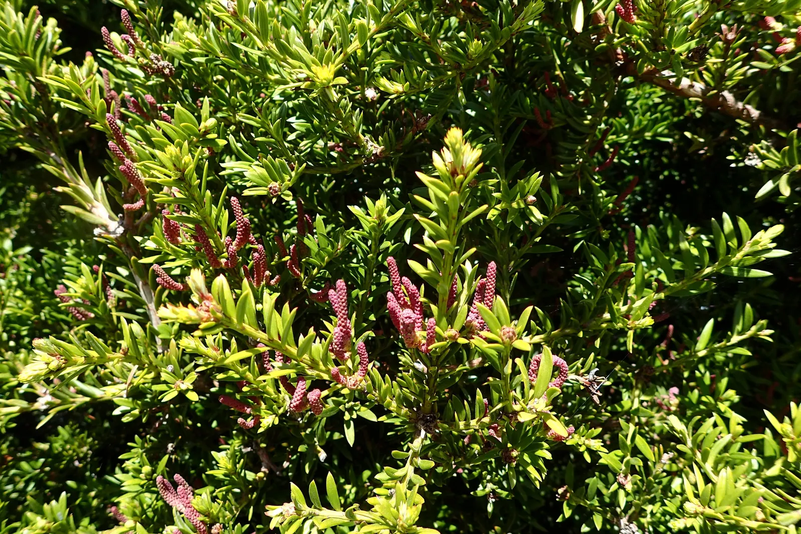 Alpine Totara (Podocarpus Nivalis) — making it a robust selection for a garden that combines aesthetic appeal with practicality