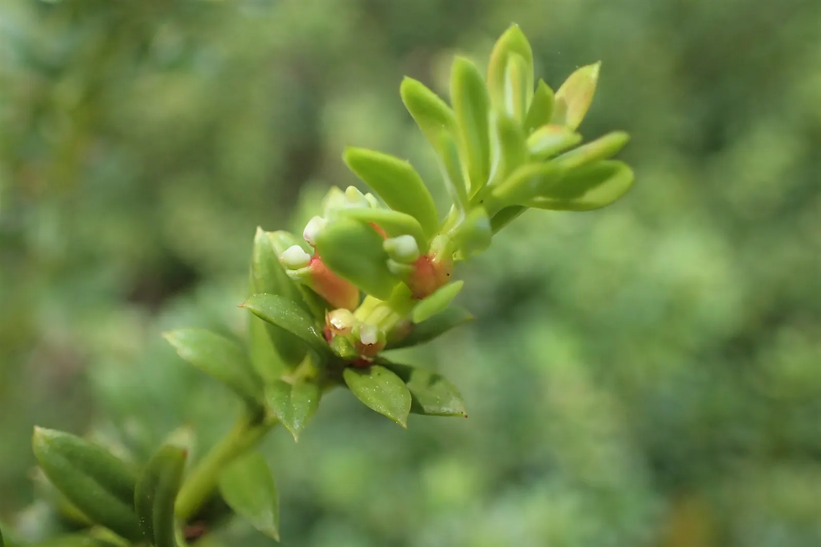 Alpine Totara (Podocarpus Nivalis) — its compact size is excellent for creating a natural